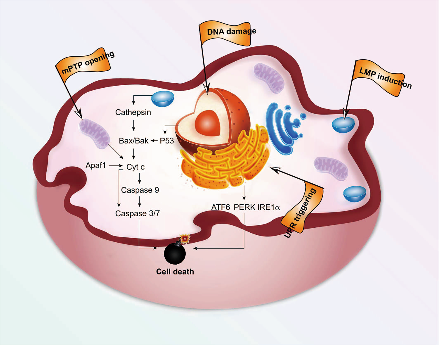 Organelle-targeted therapies: a comprehensive review on system