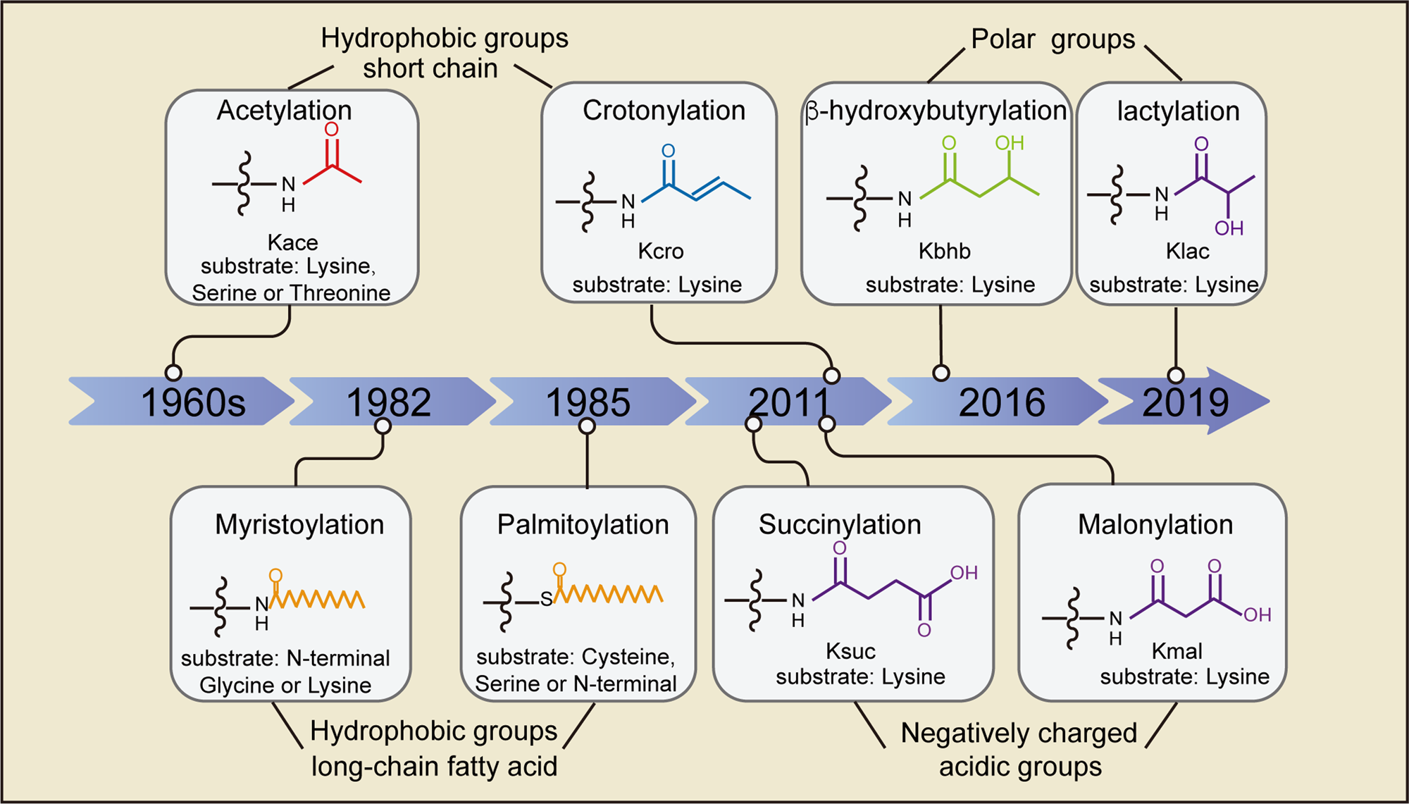 Protein Lipidation: Occurrence, Mechanisms, Biological Functions, and  Enabling Technologies