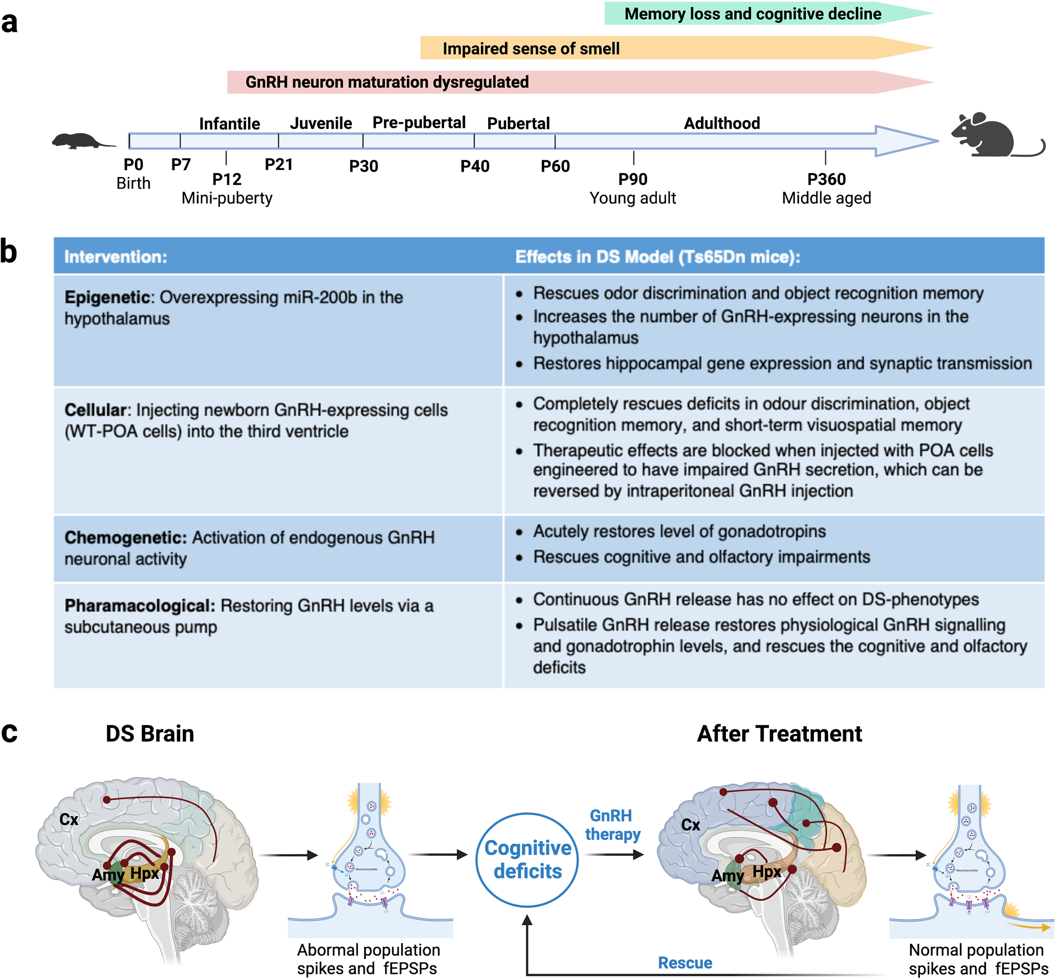 Gonadotropin releasing hormone (GnRH): a hormone therapy boosts cognition  in Down syndrome and dementia | Signal Transduction and Targeted Therapy