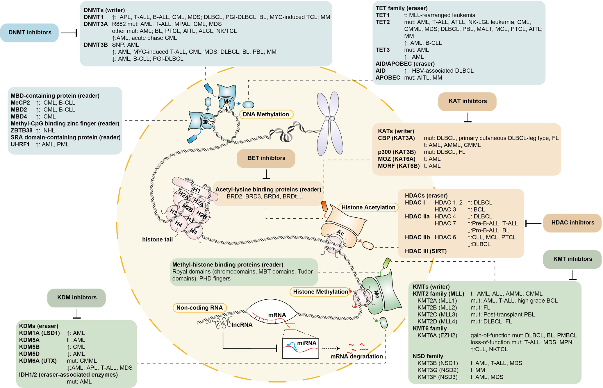 (PDF) Identification of de novo EP300 and PLAU variants in a