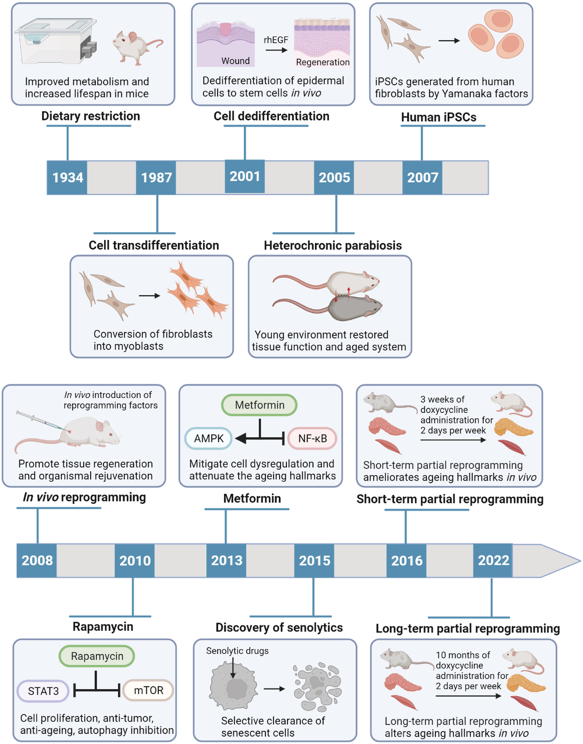 Innovative approach brings cell-reprogramming therapy for heart failure  closer to reality