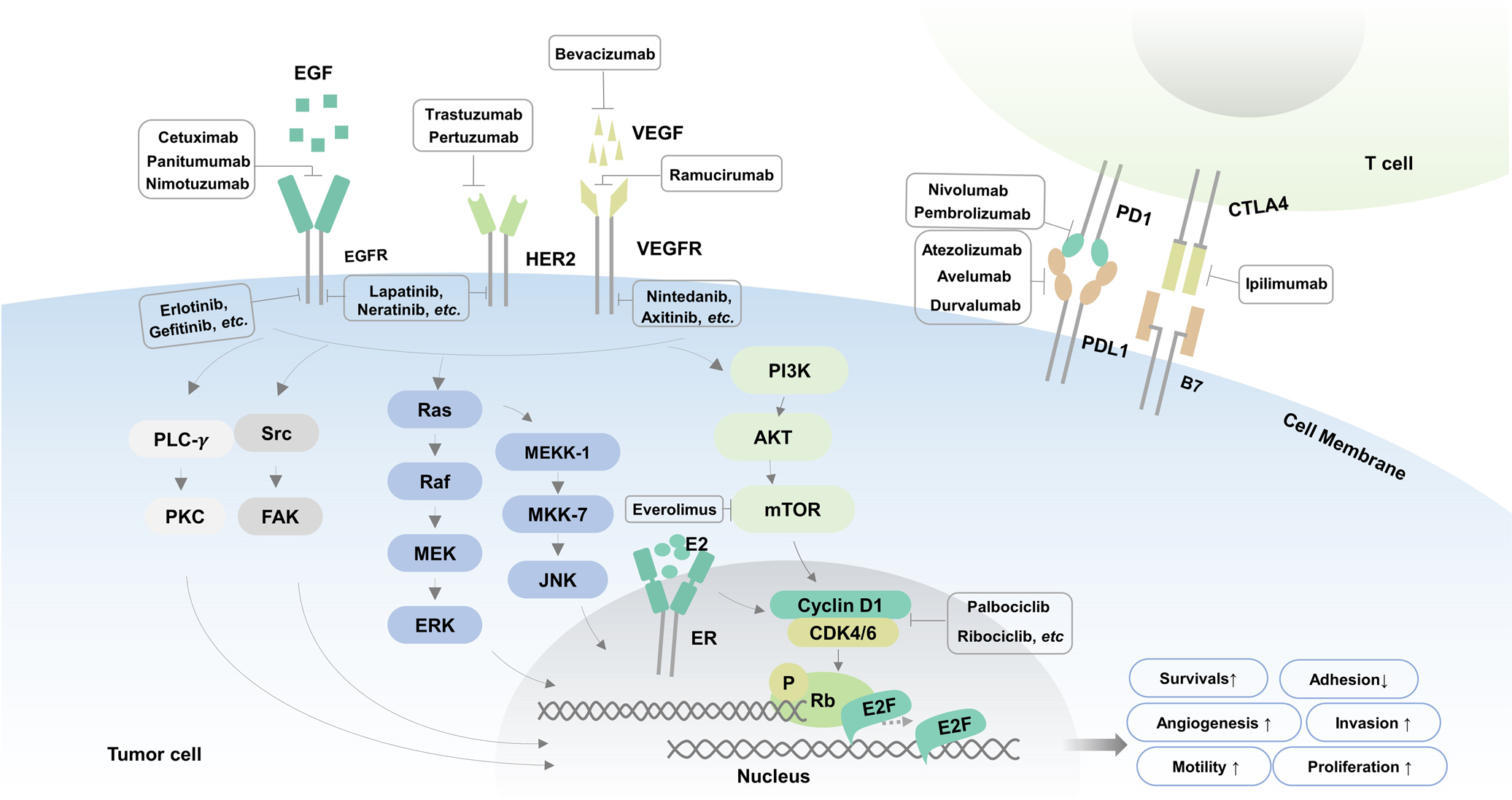 Schematic of targeted therapy pathways including EGFR, HER2, VEGF, and immune checkpoint inhibitors