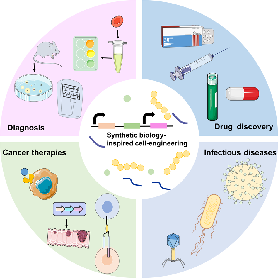 Synthetic biology-inspired cell engineering in diagnosis, treatment, and  drug development