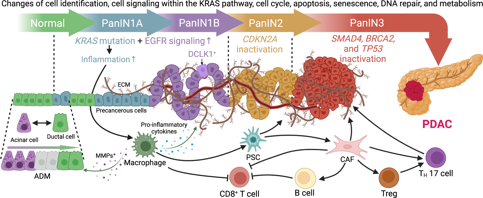 Mechanisms of obesity- and diabetes mellitus-related pancreatic  carcinogenesis: a comprehensive and systematic review | Signal Transduction  and Targeted Therapy