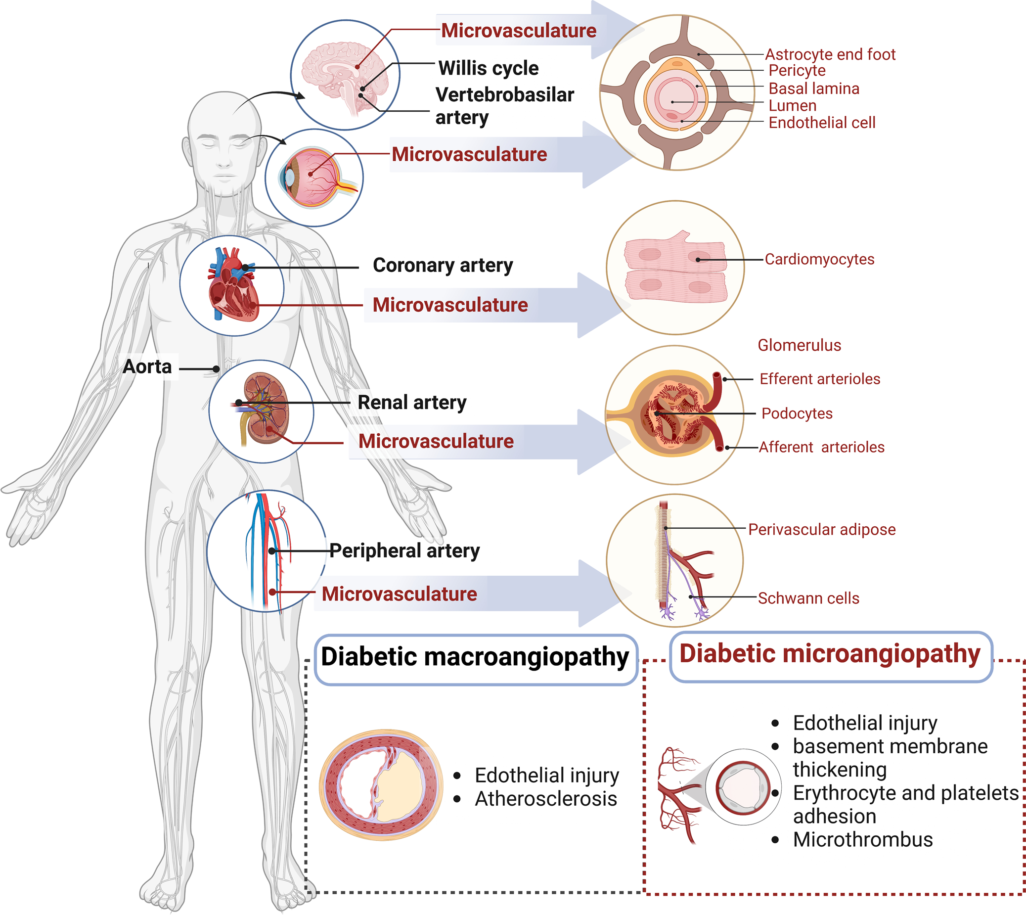 Direct insights into the micro and macro scale mechanisms of