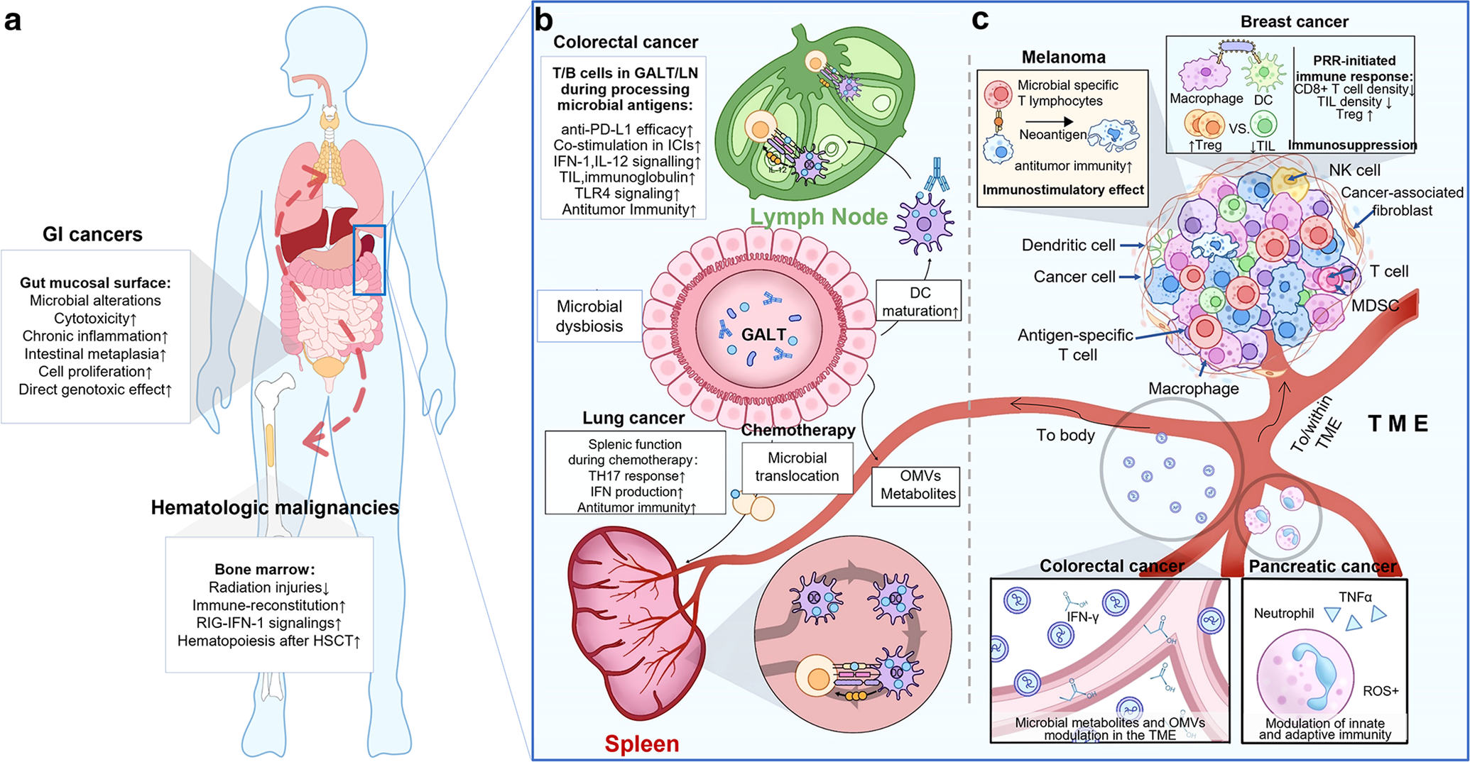 Frontiers  Current understanding of the molecular mechanisms of