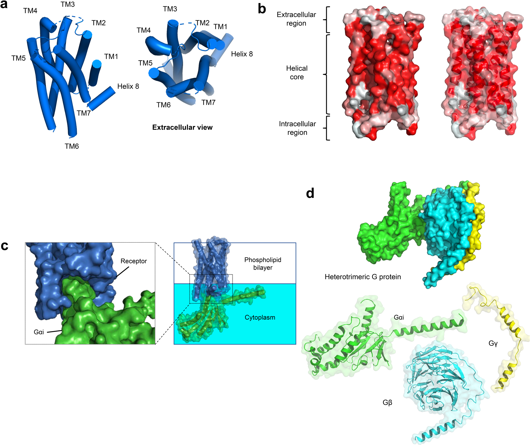 G protein-coupled receptors in neurodegenerative diseases and psychiatric disorders Signal Transduction and Targeted Therapy