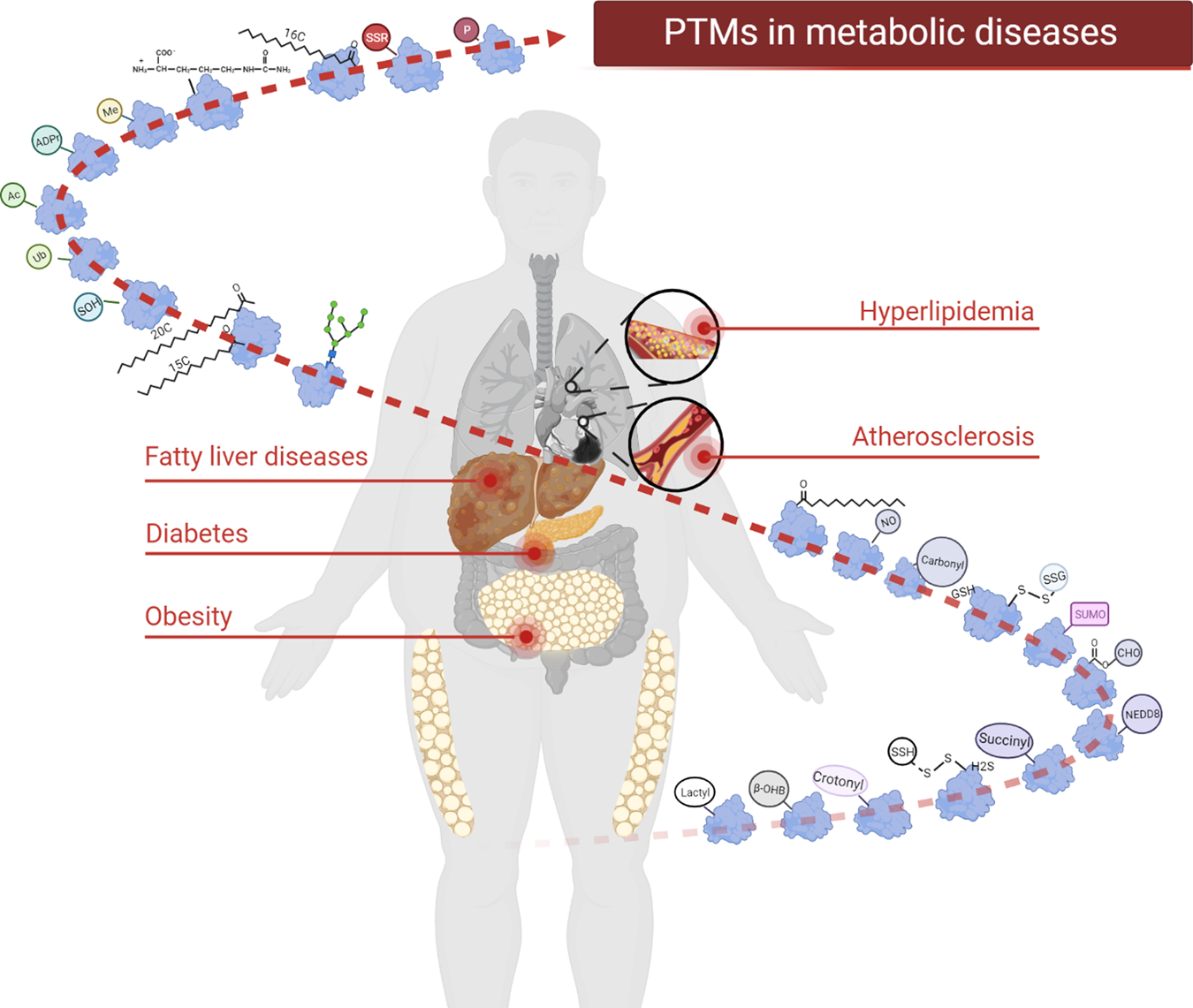 Targeting protein modifications in metabolic diseases: molecular mechanisms  and targeted therapies | Signal Transduction and Targeted Therapy