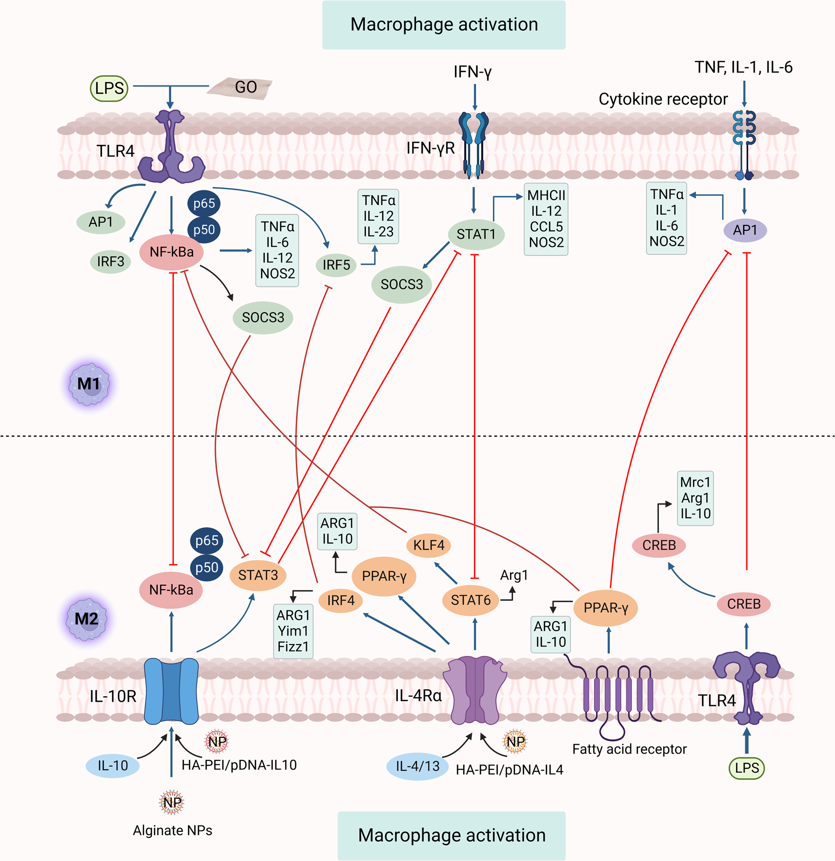 macrophage activation pathway