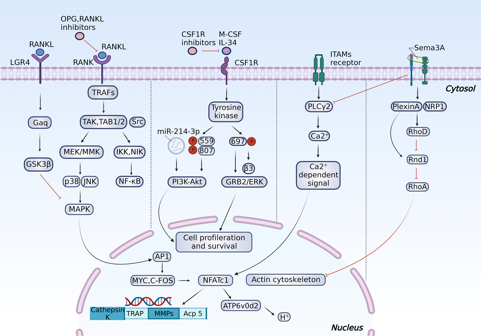 Nanodrug Delivery Strategies to Signaling Pathways in Alopecia