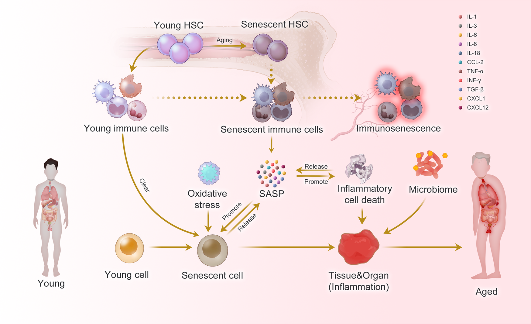 Metabolite Toxicity as a Driver of Aging and Disease — THE HUGHES LAB