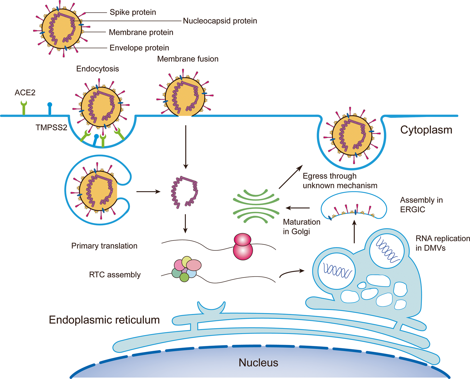 CD209L/L-SIGN and CD209/DC-SIGN Act as Receptors for SARS-CoV-2