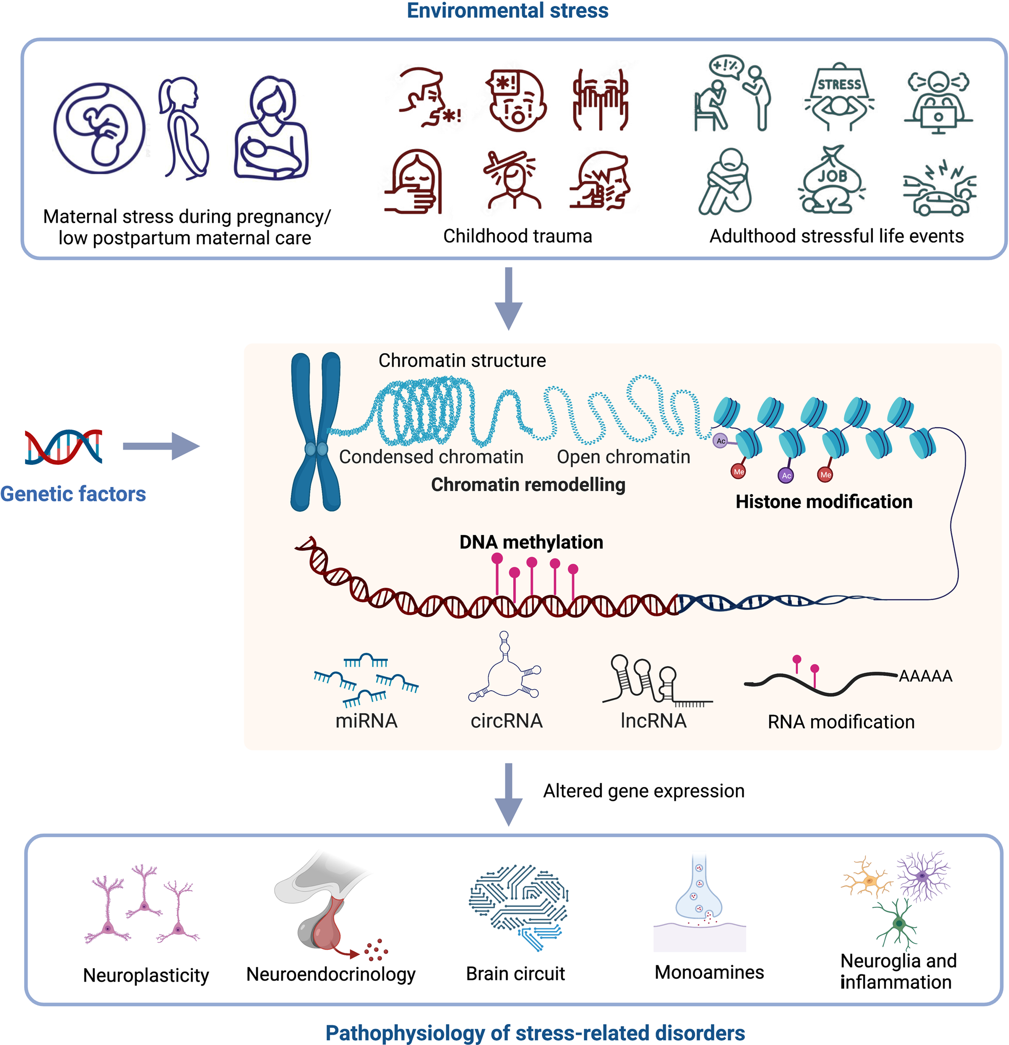 D-Stress – DS Therapeutics