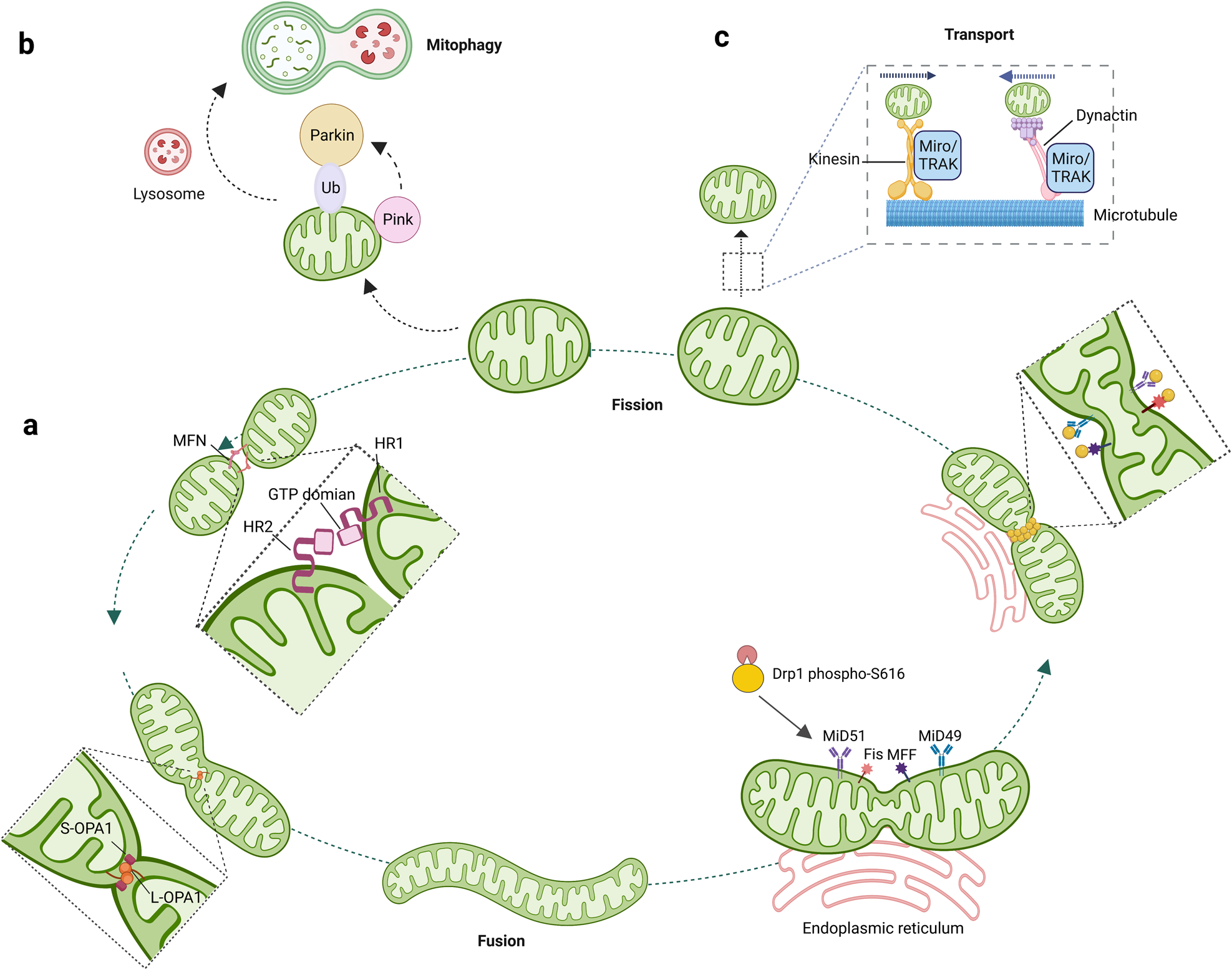 Mitochondrial signalling and homeostasis: from cell biology to