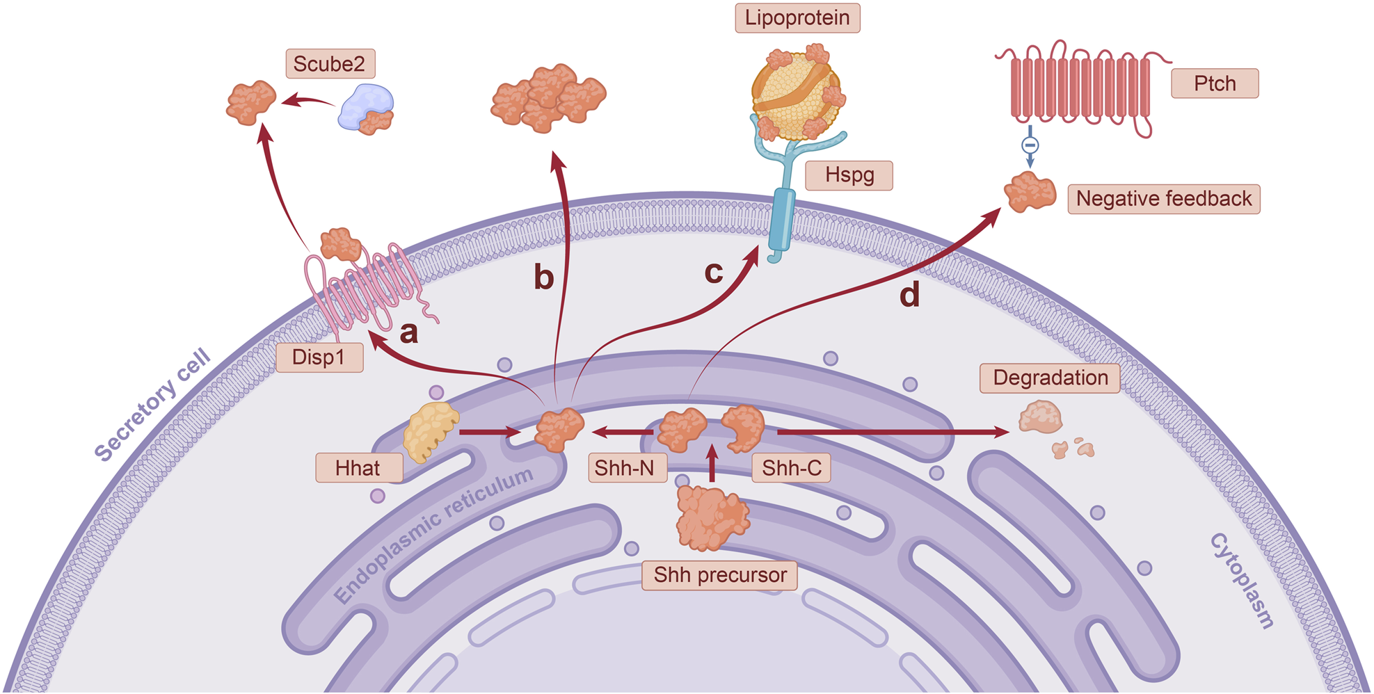 Nanodrug Delivery Strategies to Signaling Pathways in Alopecia