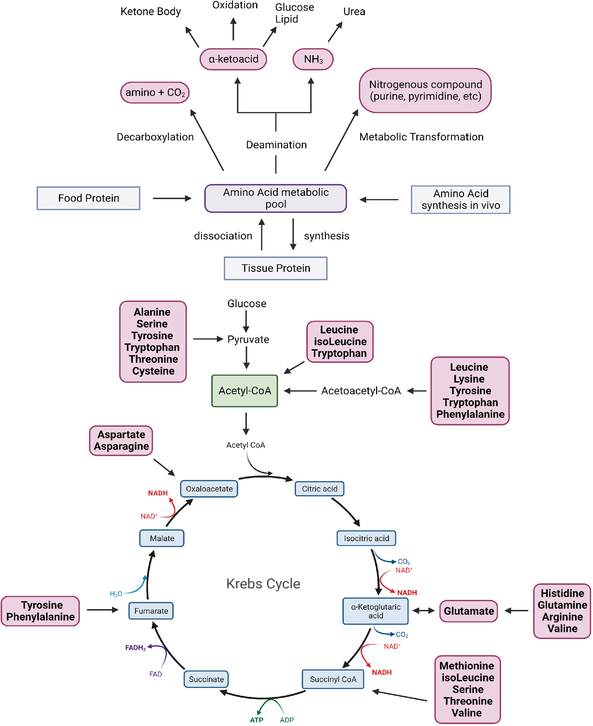 Transcriptional control of aspartate kinase expression during