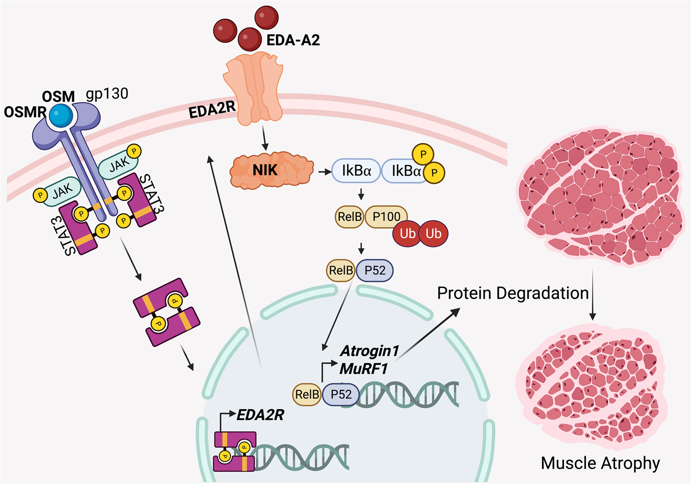 Ectodysplasin A2 receptor