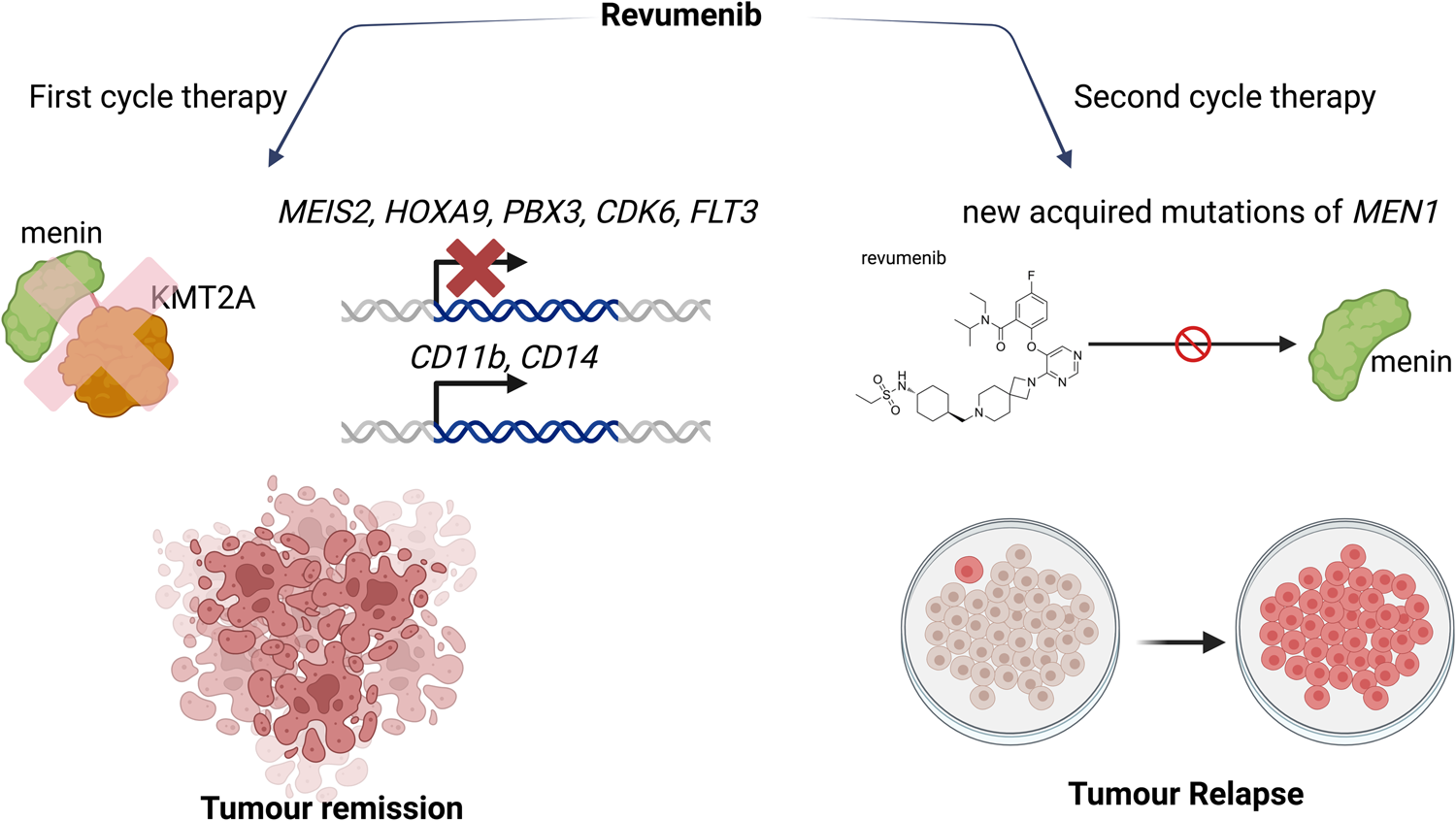 Targeting menin: a promising therapeutic strategy for susceptible acute  leukemia subtypes