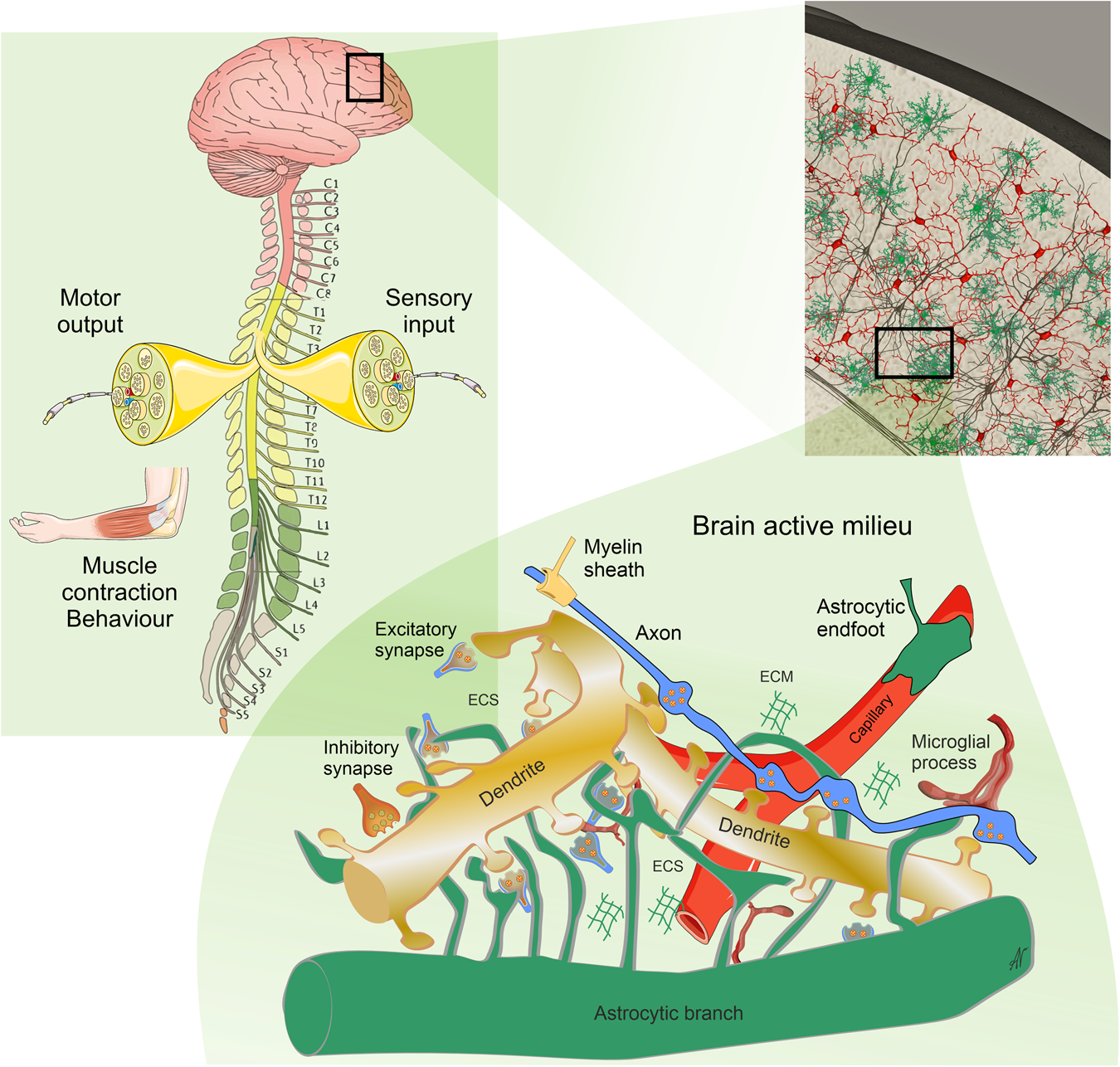 Schematic representation illustrating the astrocyte-synapse alterations