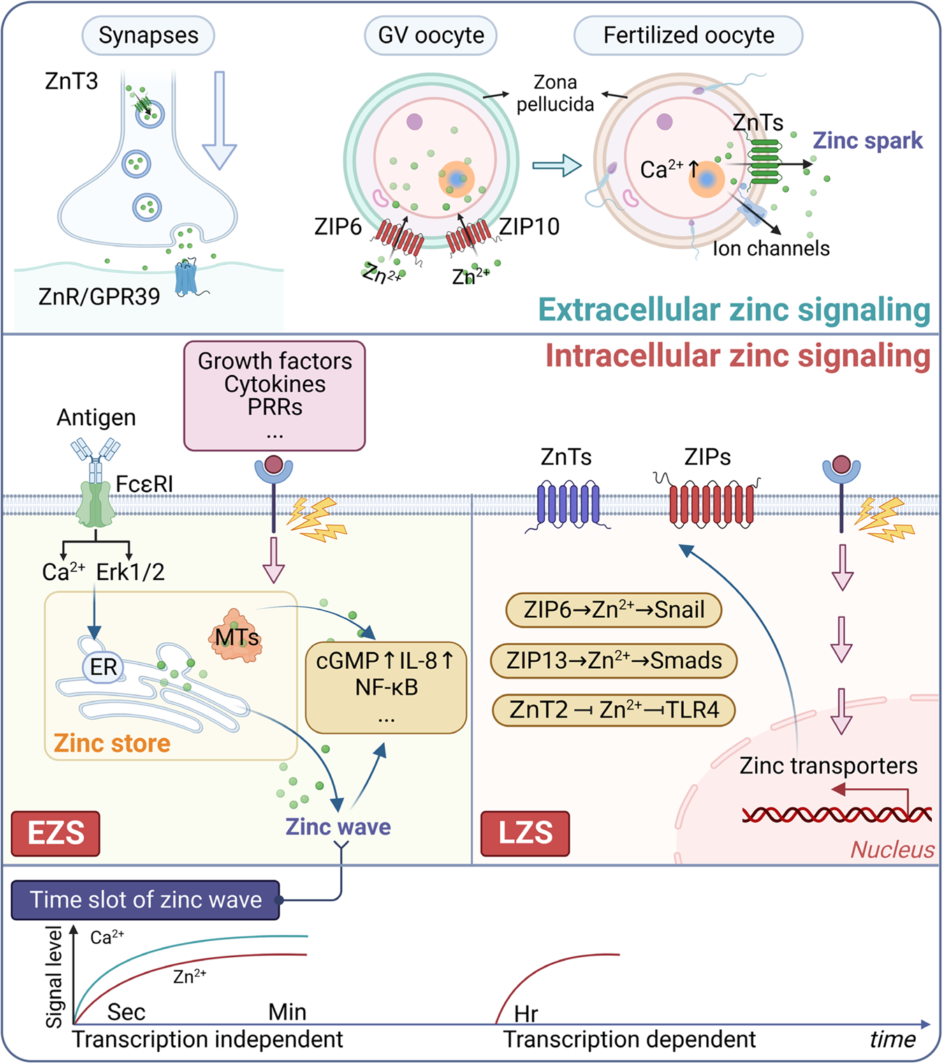 Cellular zinc metabolism and zinc signaling: from biological