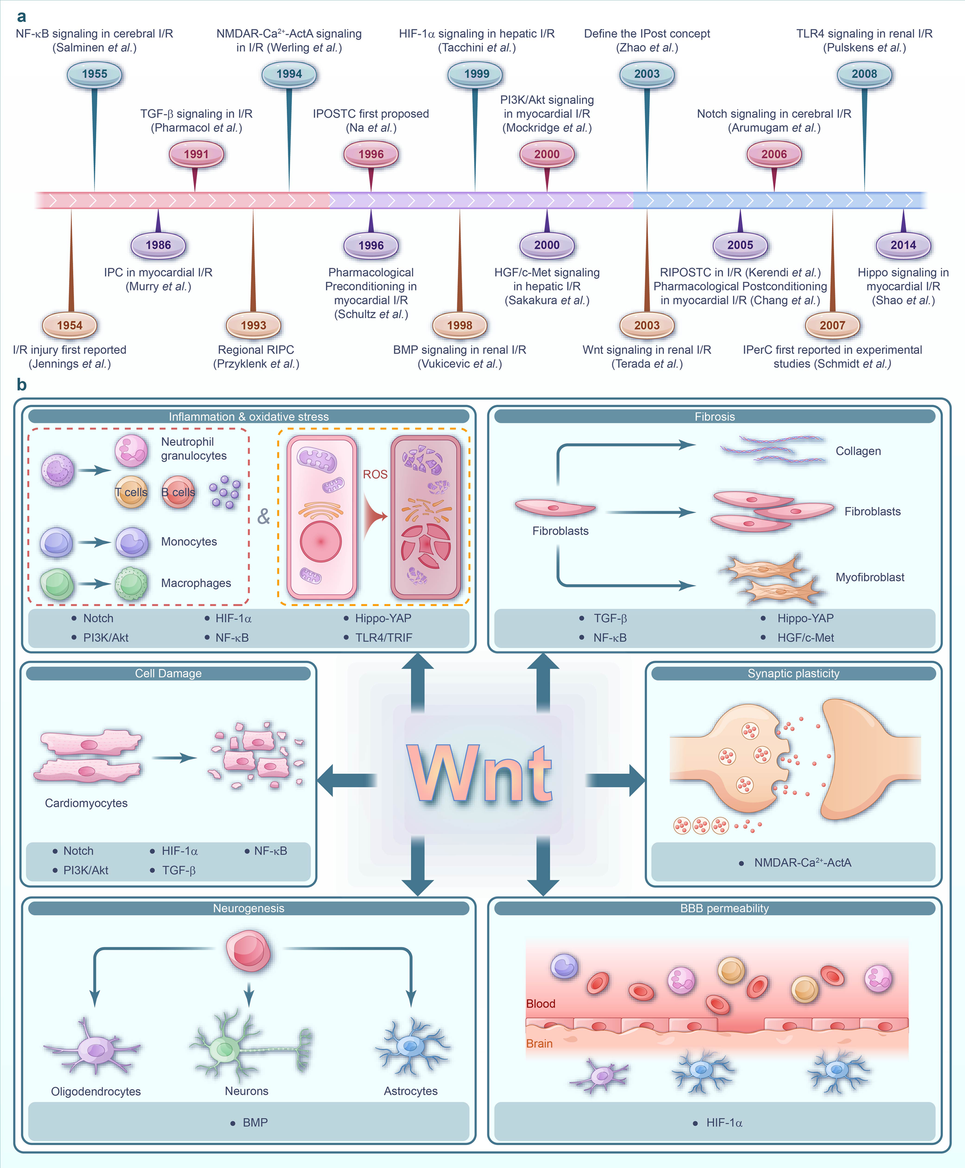 Ischemia-reperfusion injury: molecular mechanisms and therapeutic targets |  Signal Transduction and Targeted Therapy