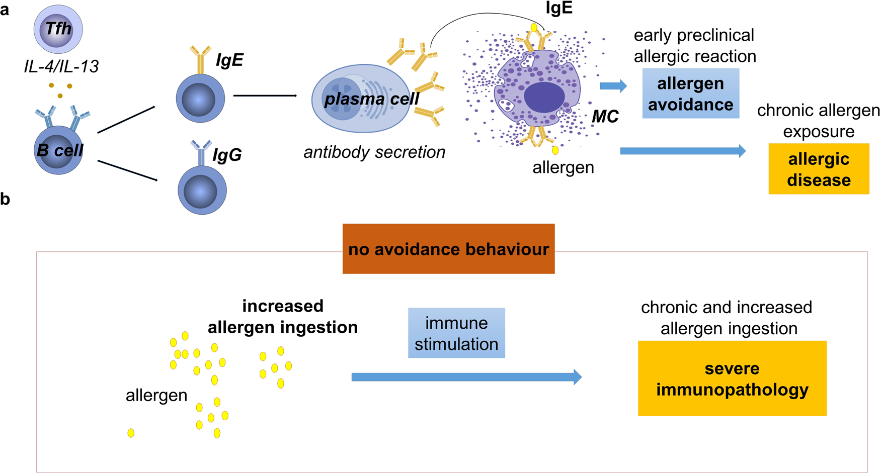 IgE-Mast cell mediated allergy: a sensor of food quality ...