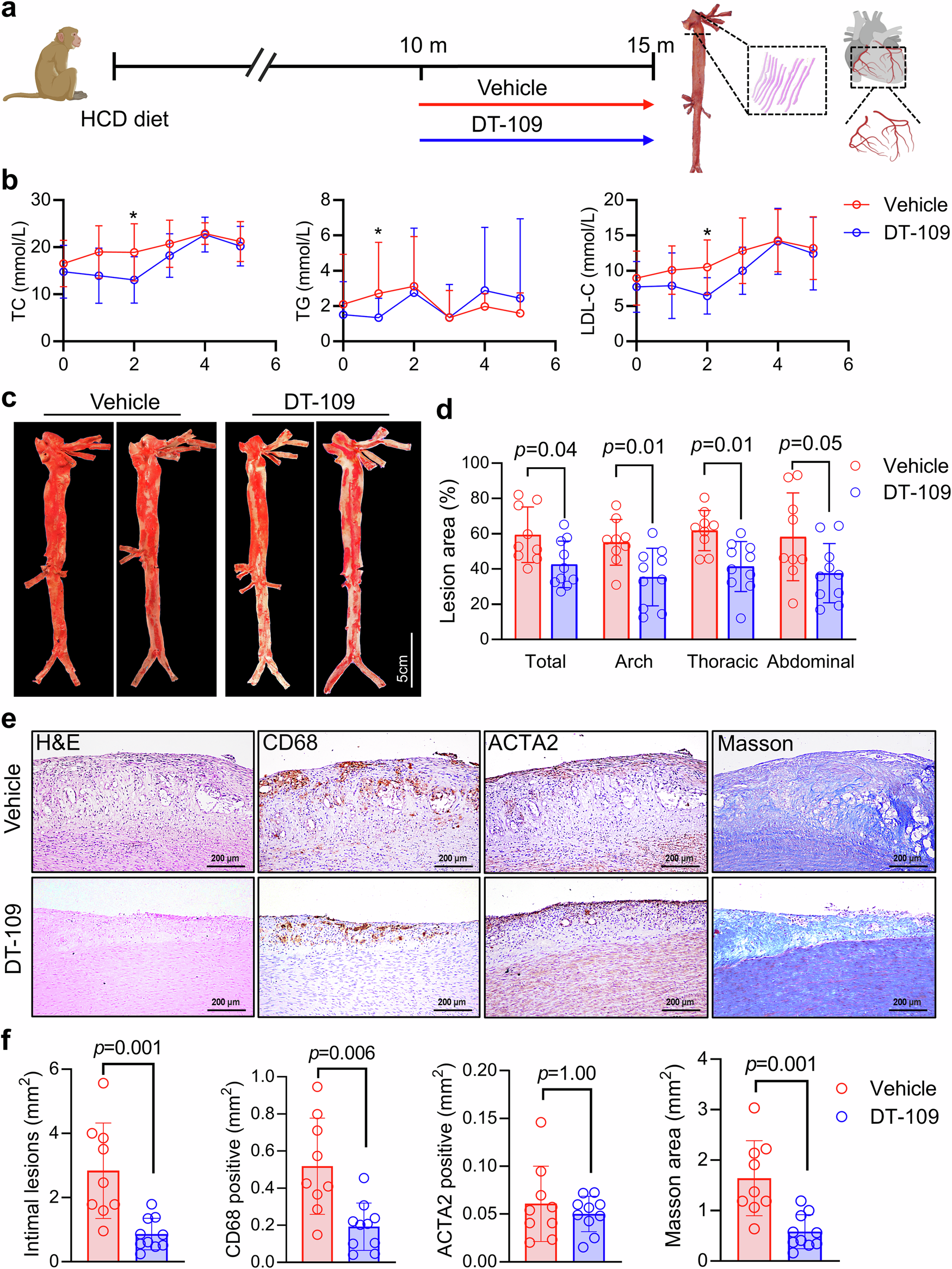 Tripeptide DT-109 (Gly-Gly-Leu) attenuates atherosclerosis and vascular  calcification in nonhuman primates | Signal Transduction and Targeted  Therapy