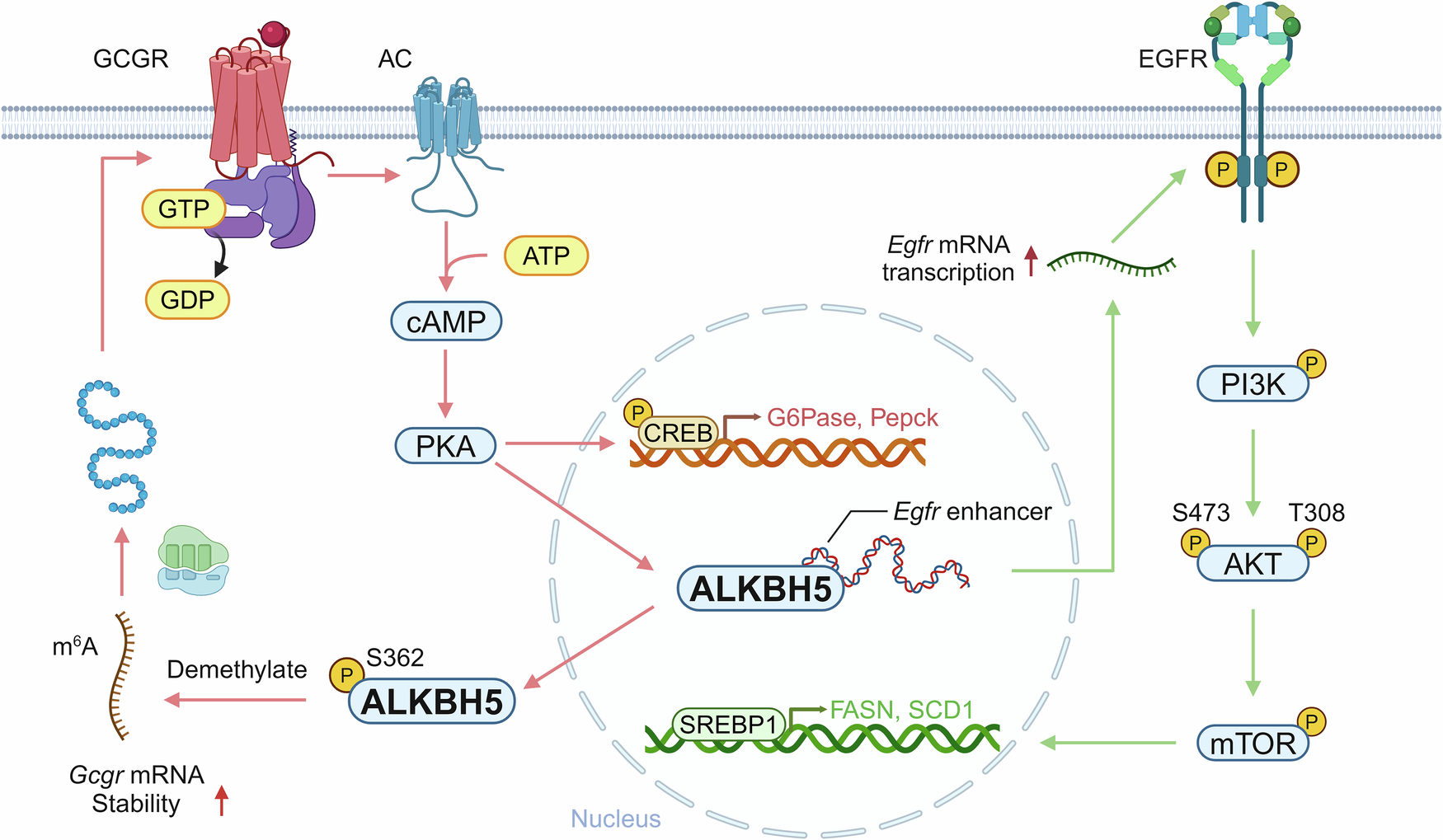 RNA-binding proteins: a novel target for modulating glucose and lipid  metabolism | Signal Transduction and Targeted Therapy