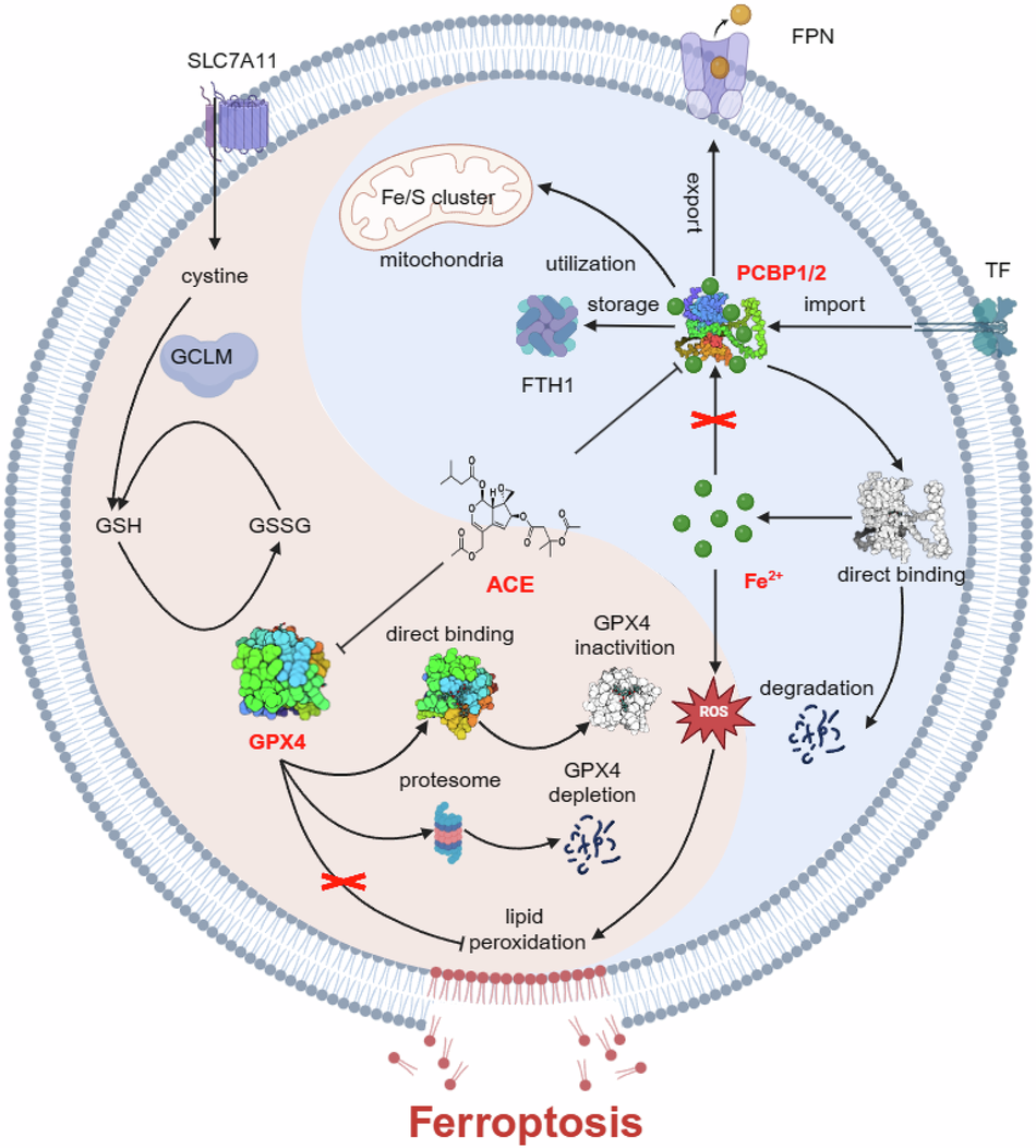 Acevaltrate as a novel ferroptosis inducer with dual targets of PCBP1/2 and  GPX4 in colorectal cancer | Signal Transduction and Targeted Therapy