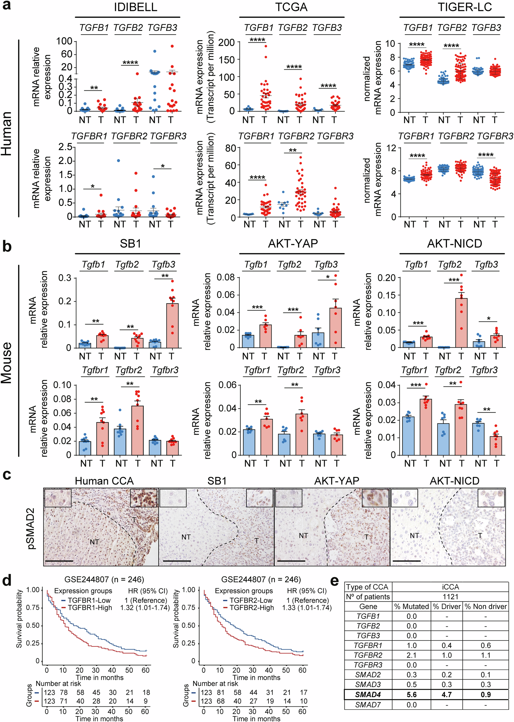 NADPH oxidase 1/4 dual inhibition impairs transforming growth factor-beta  protumorigenic effects in cholangiocarcinoma cancer-associated fibroblasts  | Signal Transduction and Targeted Therapy