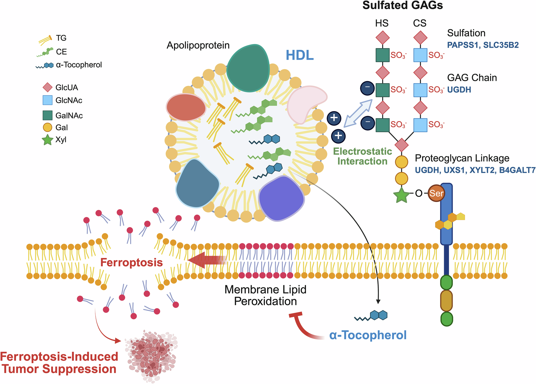 glutathione vitamim e interaction Good” fats, bad news: HDL-delivered vitamin E shields tumors from  ferroptosis