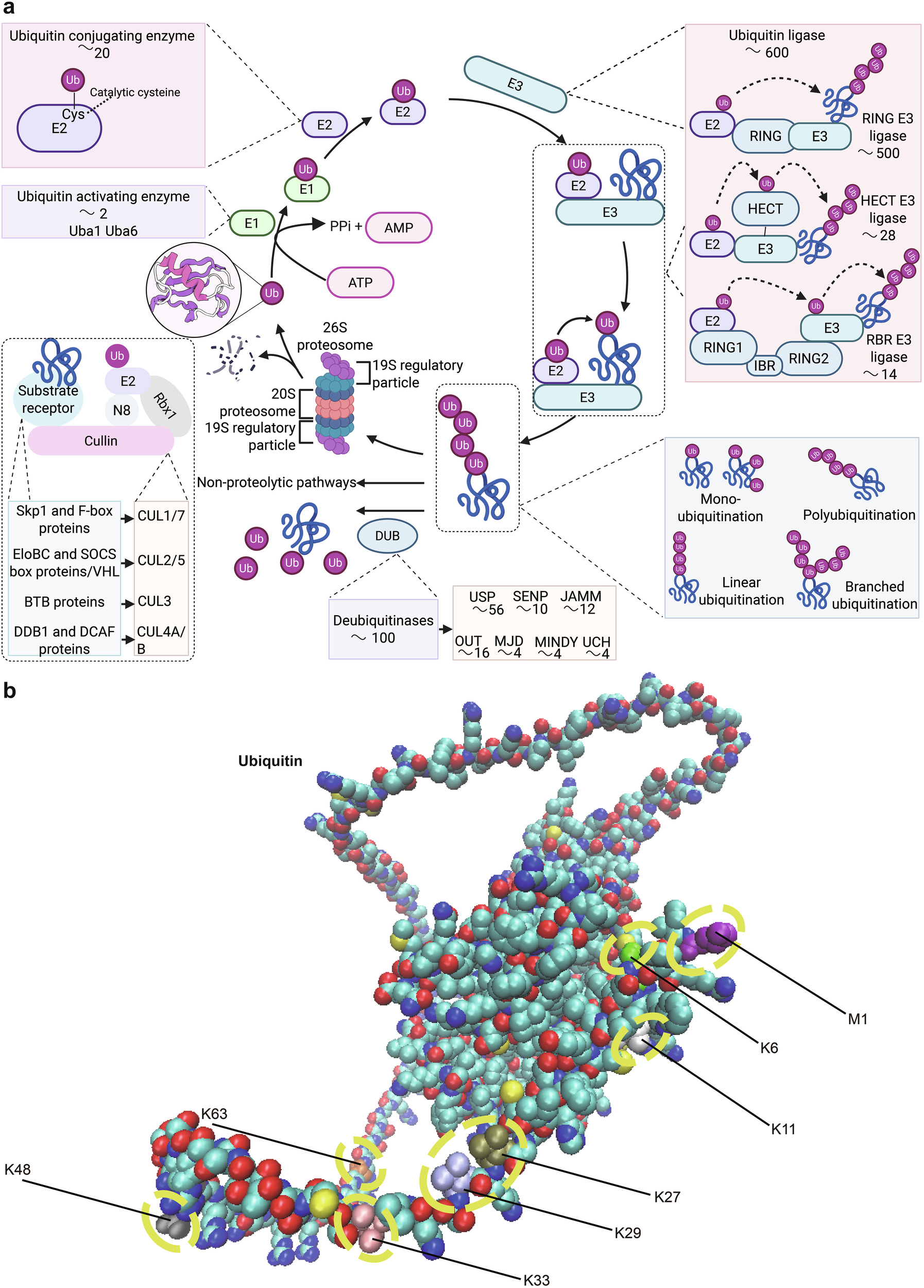 Targeting ubiquitination in disease and therapy | Signal Transduction and  Targeted Therapy, image size:1794x2500