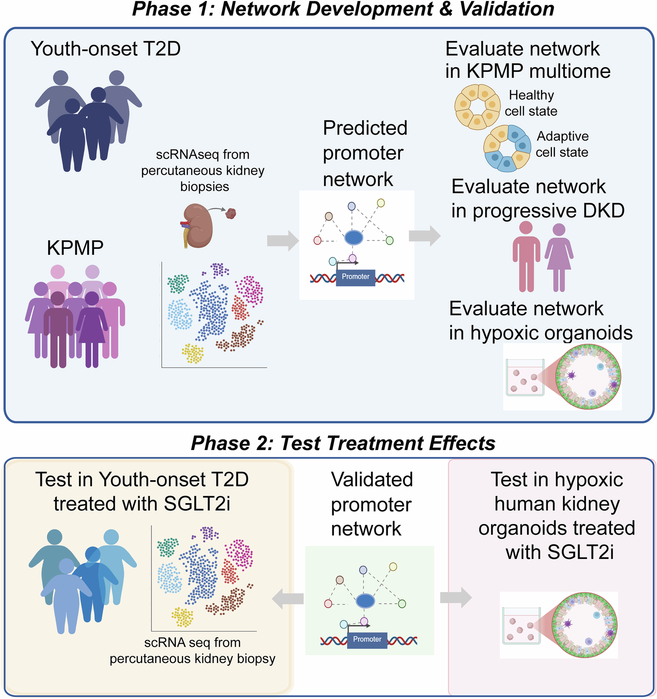 Hypoxia inducible factor network reflects kidney disease progression in diabetes and sodium-glucose co-transporters inhibition