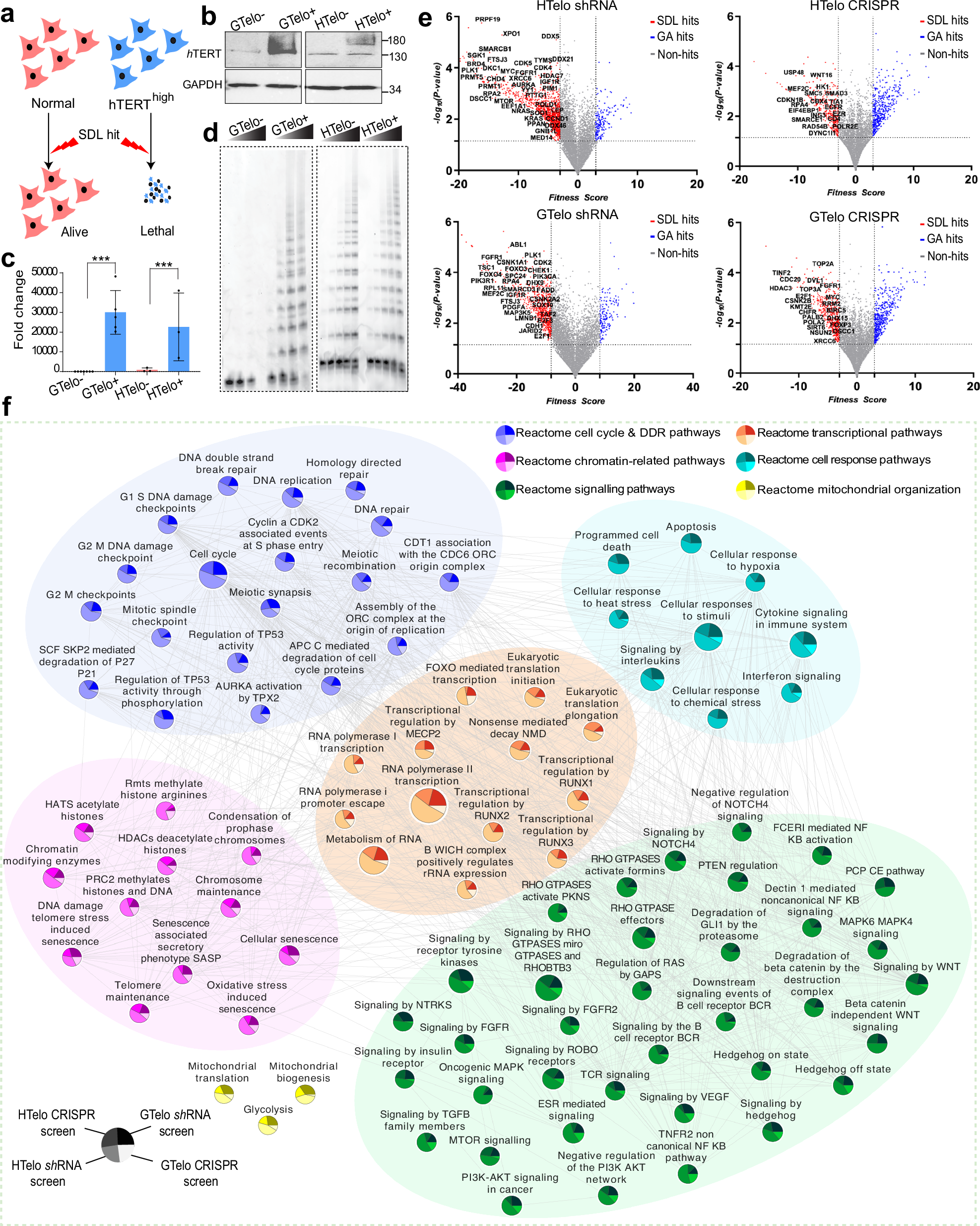 Epigenetic control of telomeric RNA maintains heterochromatin in telomerase-driven cancers