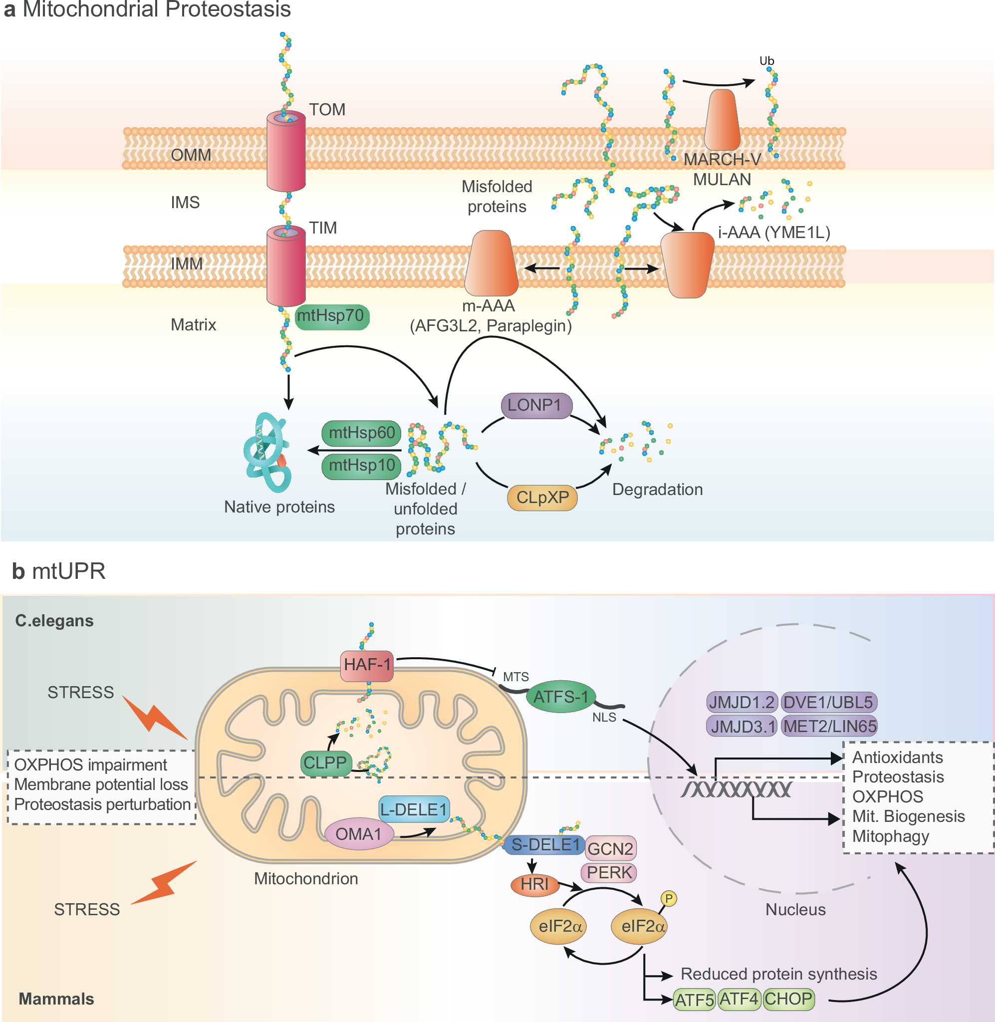 Mitochondrial quality control in health and disease: mechanisms and therapeutic targets