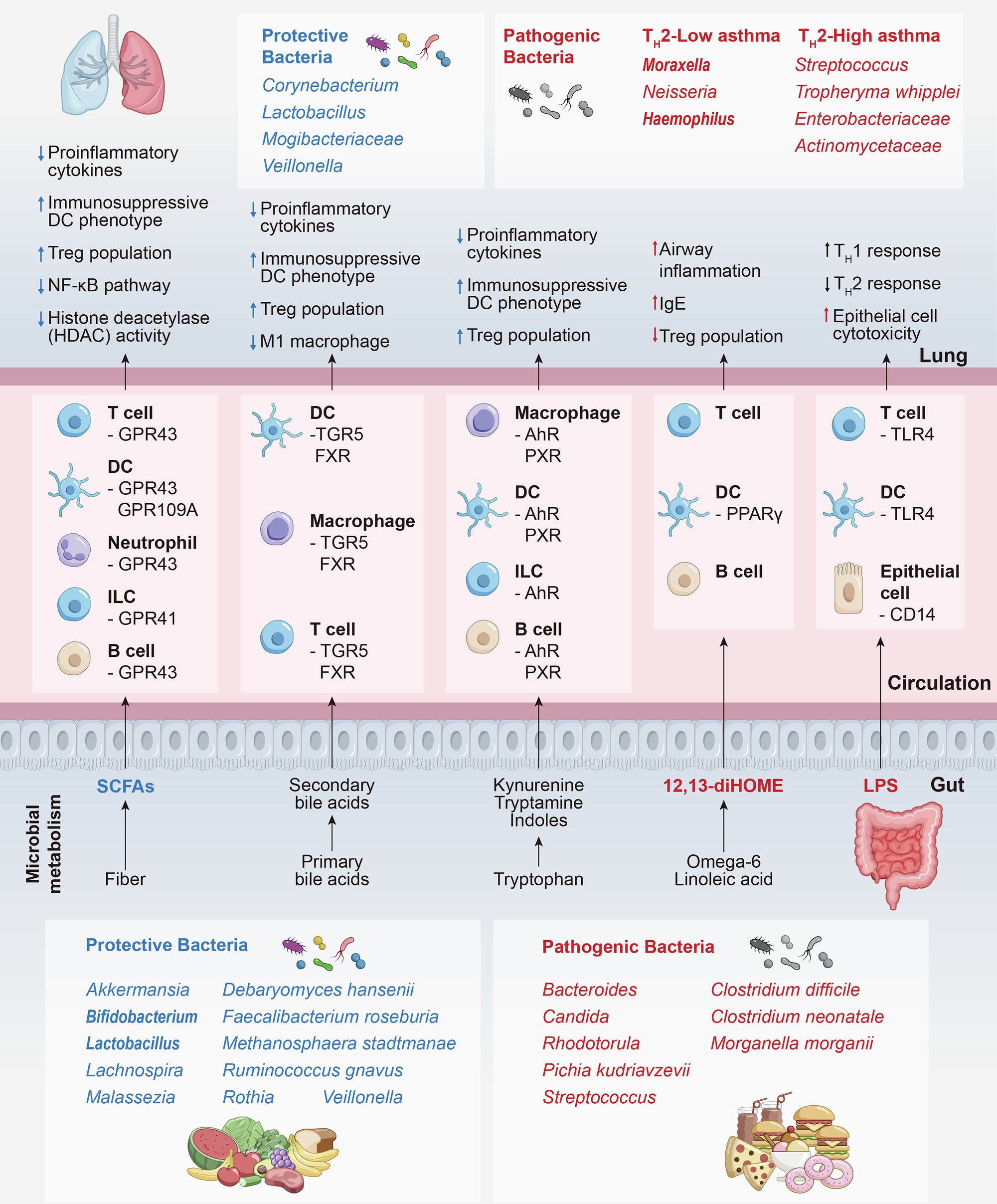 Mechanisms and therapeutic strategies of asthma: from bench to bedside