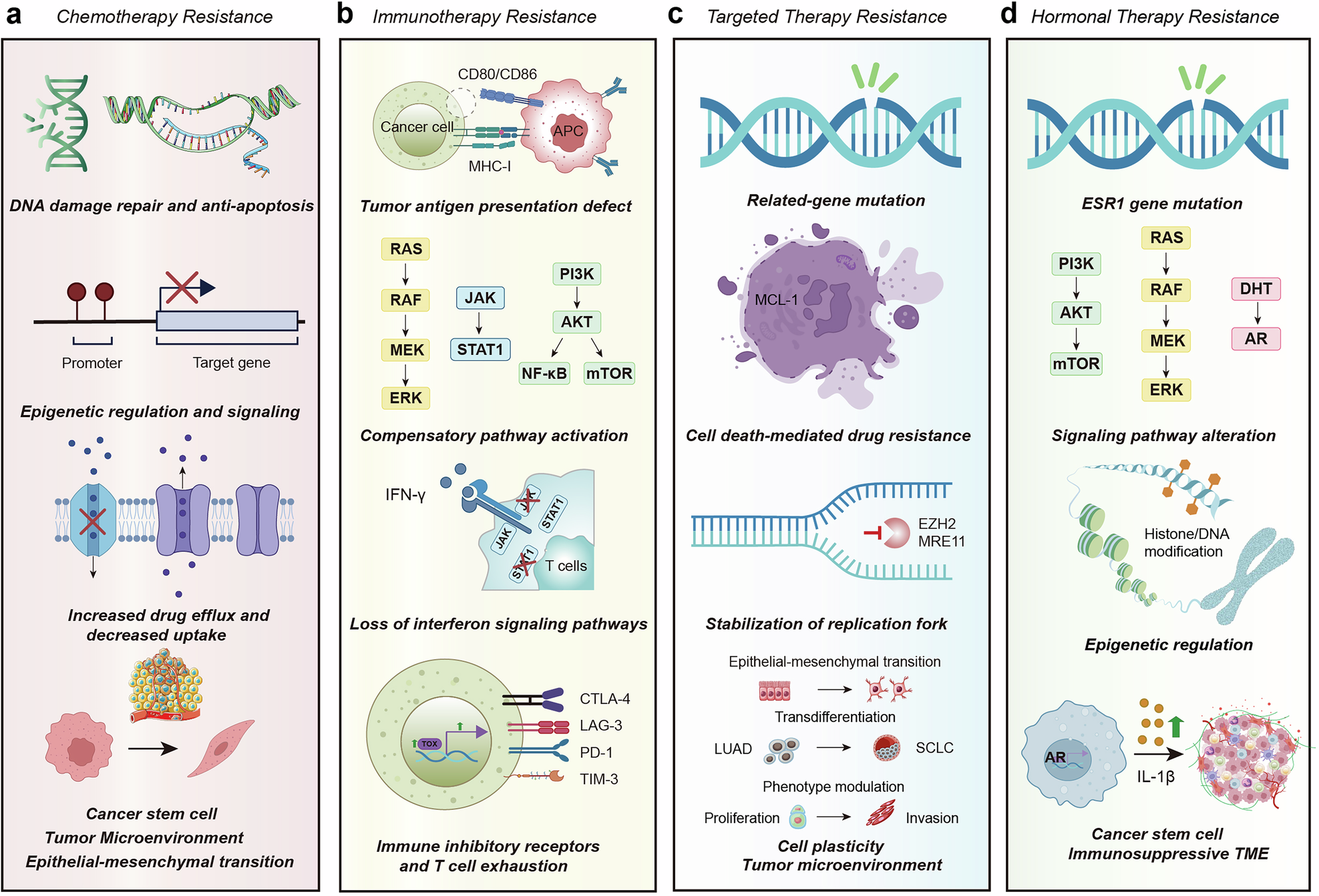 Cancer drug response and resistance: molecular mechanisms and combating strategies