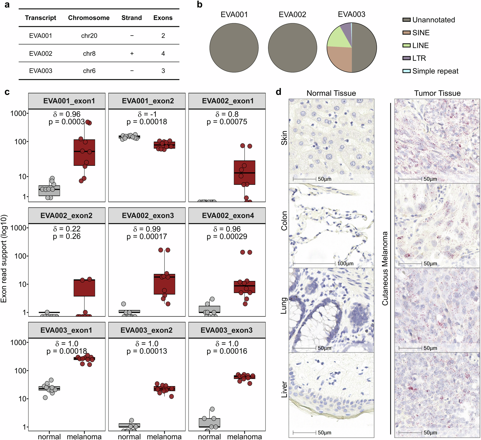 Receptor-defined targeting of a genomically unique melanoma-enriched noncanonical antigen