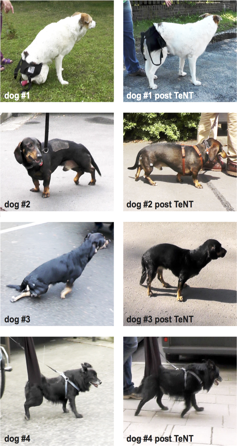 Therapeutic effects of Tetanus neurotoxin in spinal cord injury: a case series on four dogs | Spinal Cord Series and Cases Therapeutic effects of Tetanus neurotoxin in spinal cord injury: a case series on four dogs | Spinal Cord Series and Cases