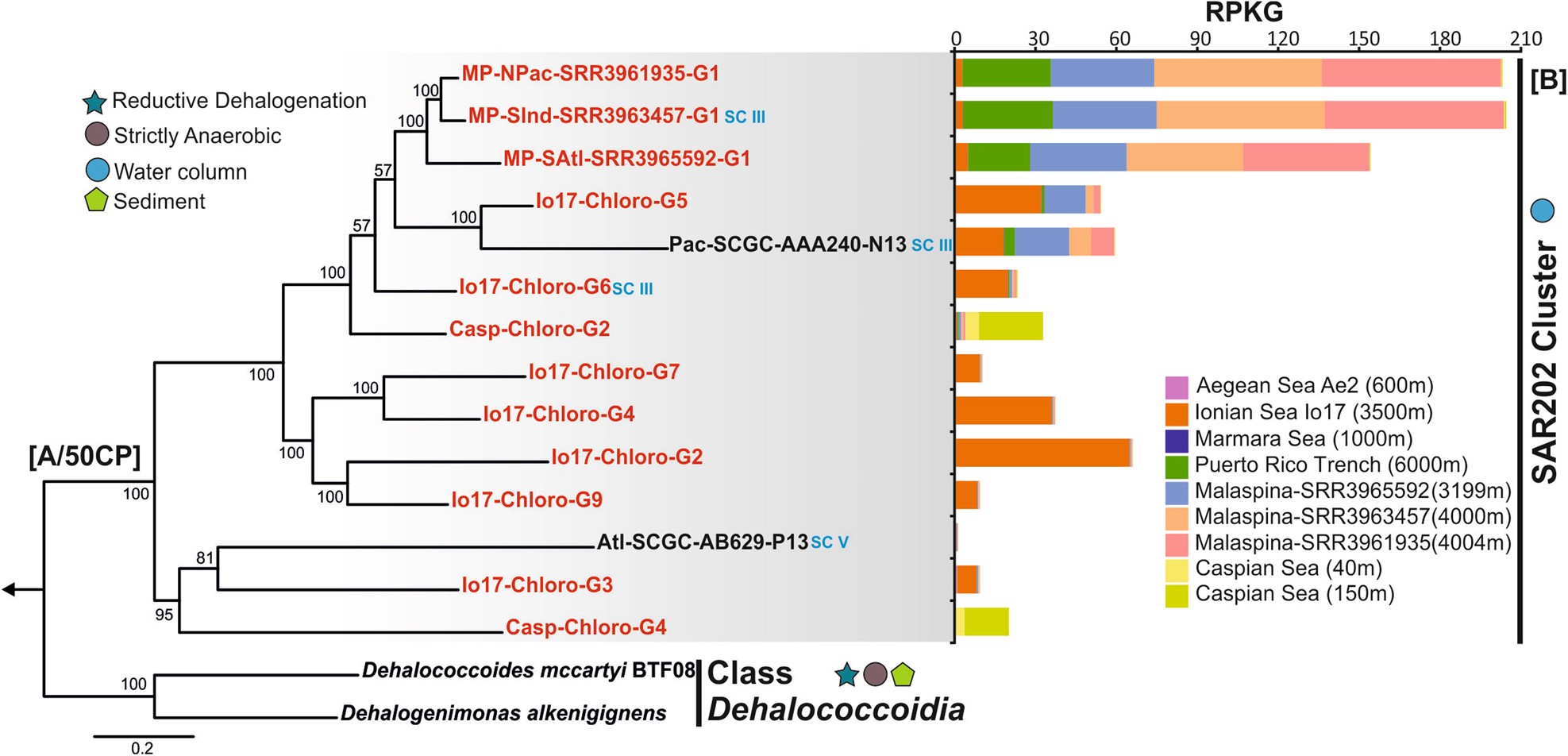 The Enigmatic Sar2 Cluster Up Close Shedding Light On A Globally Distributed Dark Ocean Lineage Involved In Sulfur Cycling The Isme Journal The Enigmatic Sar2 Cluster Up Close Shedding Light On A Globally Distributed Dark Ocean Lineage Involved In Sulfur Cycling The Isme Journal