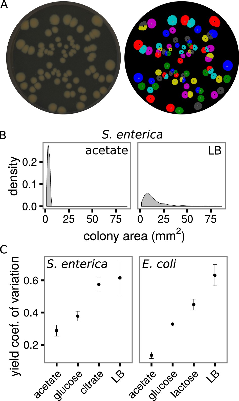 The Spatial And Metabolic Basis Of Colony Size Variation The Isme Journal The Spatial And Metabolic Basis Of Colony Size Variation The Isme Journal