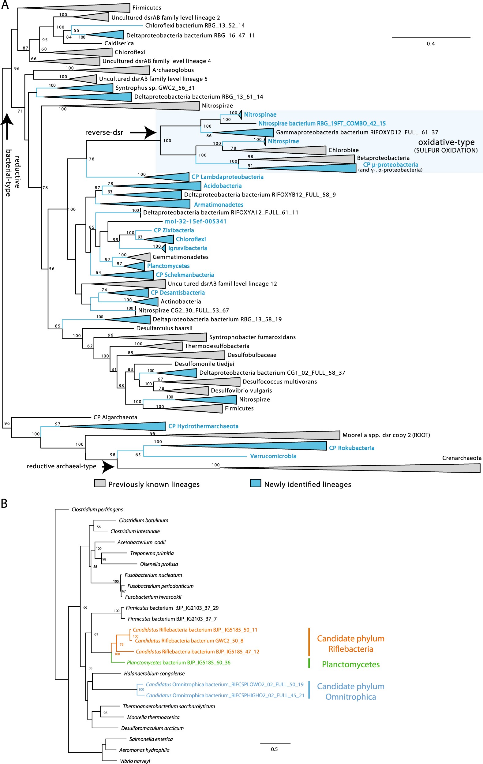 Expanded diversity of microbial groups that shape the dissimilatory sulfur cycle | The ISME Journal