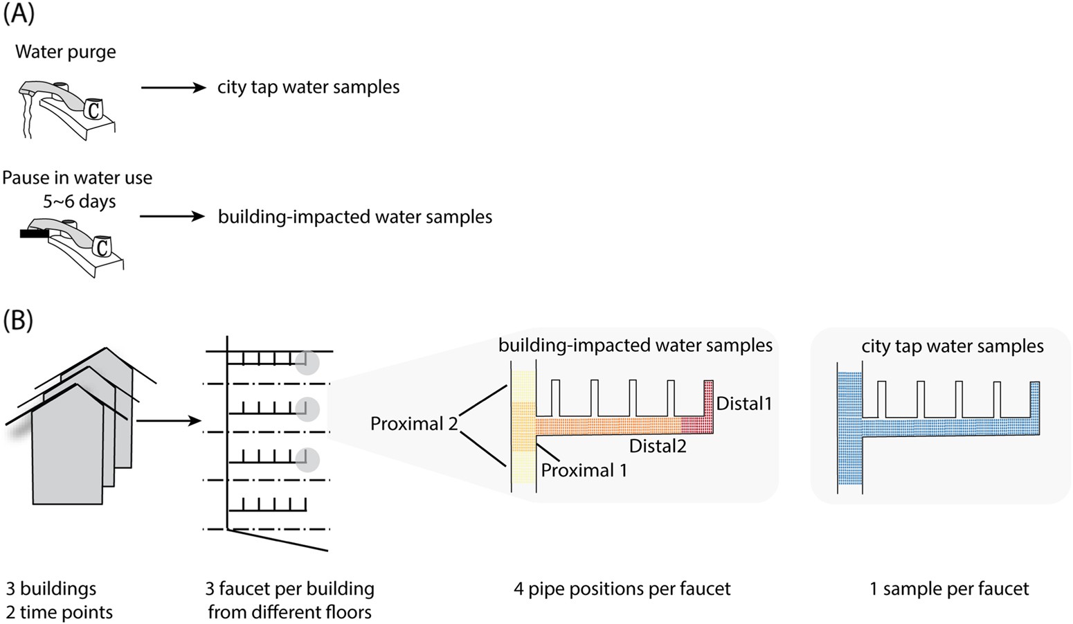 drinking water microbiome assembly