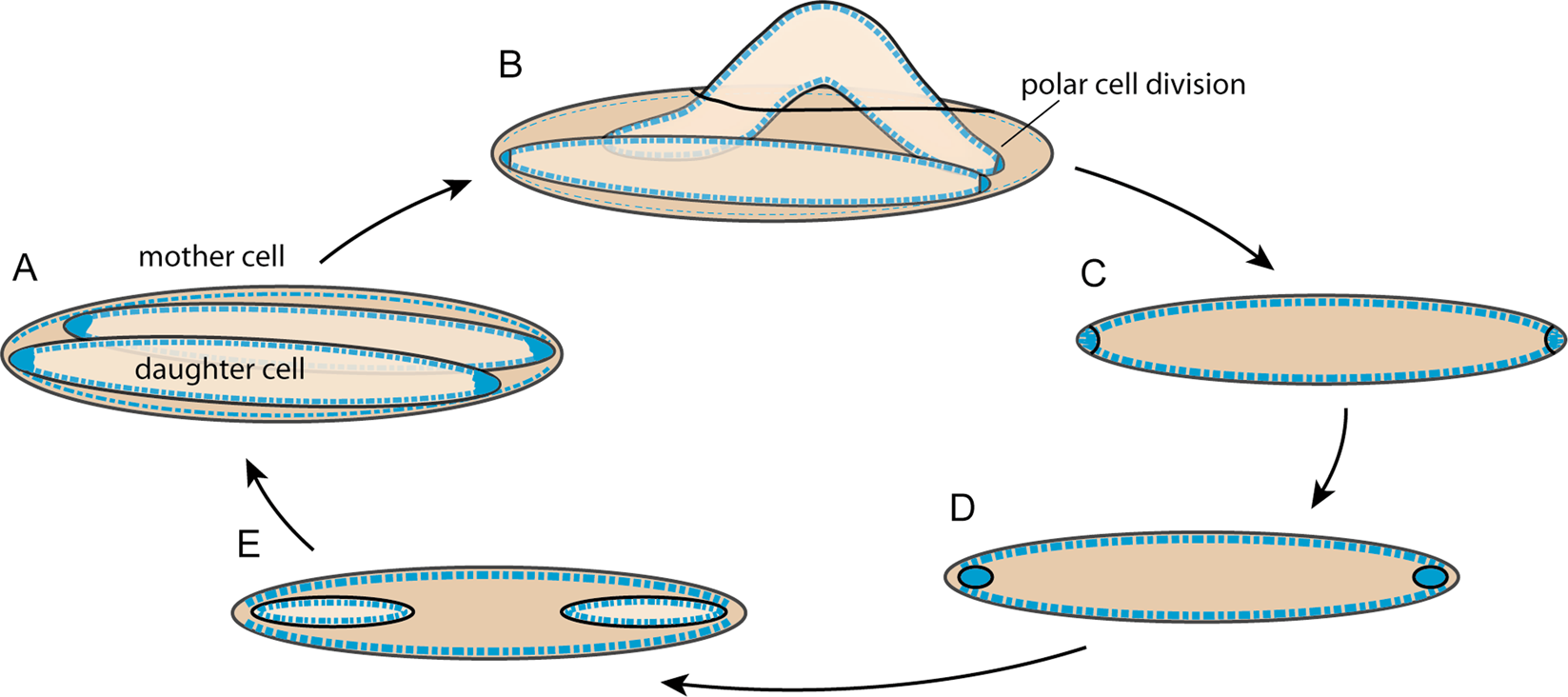 Recombination Contributes To Population Diversification In The Polyploid Intestinal Symbiont Epulopiscium Sp Type B The Isme Journal