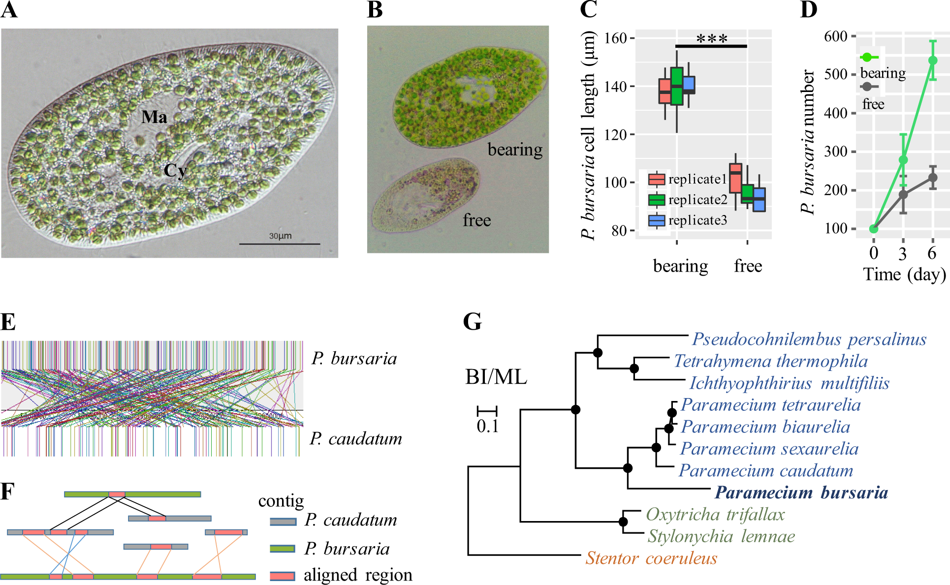 Laboratory maintenance of the bacterial endosymbiont, Neorickettsia sp.,  through the life cycle of a digenean, Plagiorchis elegans - ScienceDirect