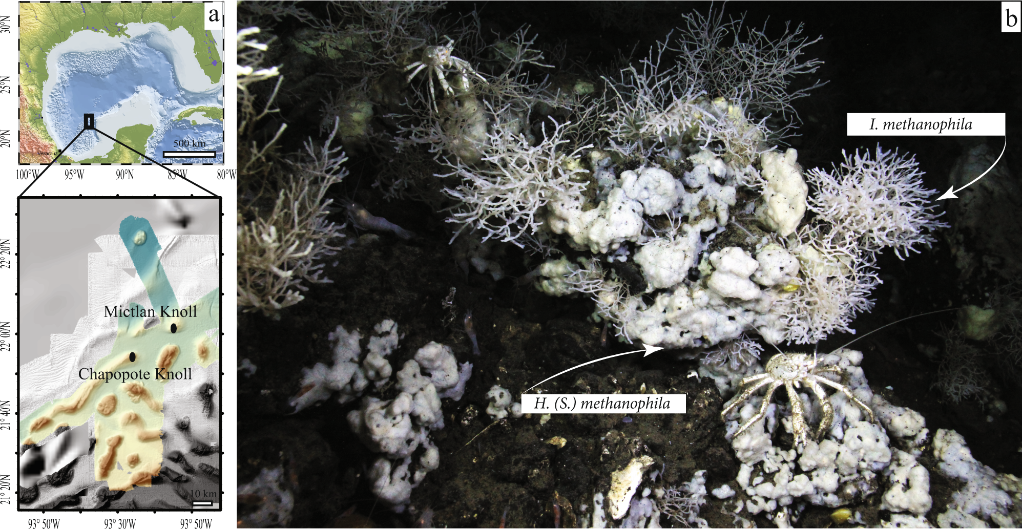 Fueled By Methane Deep Sea Sponges From Asphalt Seeps Gain Their