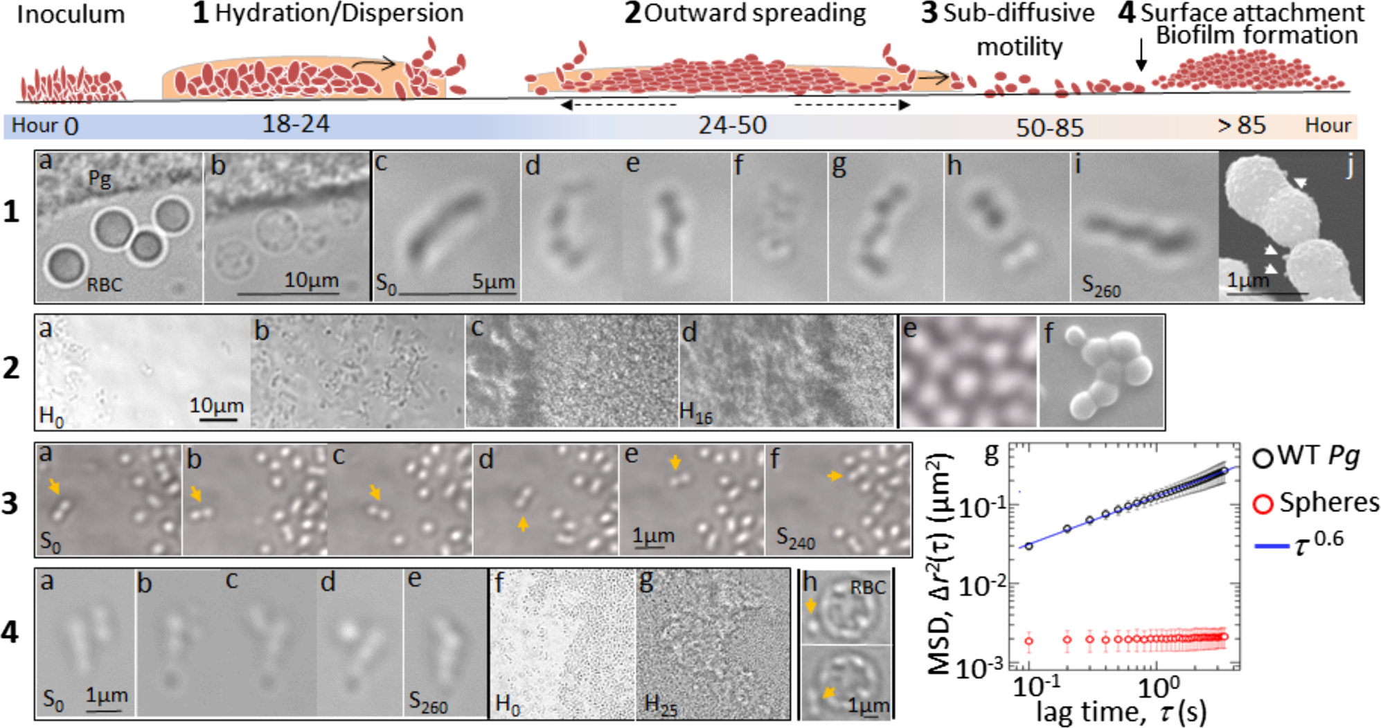 Amino Acids As Wetting Agents Surface Translocation By Porphyromonas Gingivalis The Isme Journal Amino Acids As Wetting Agents Surface Translocation By Porphyromonas Gingivalis The Isme Journal