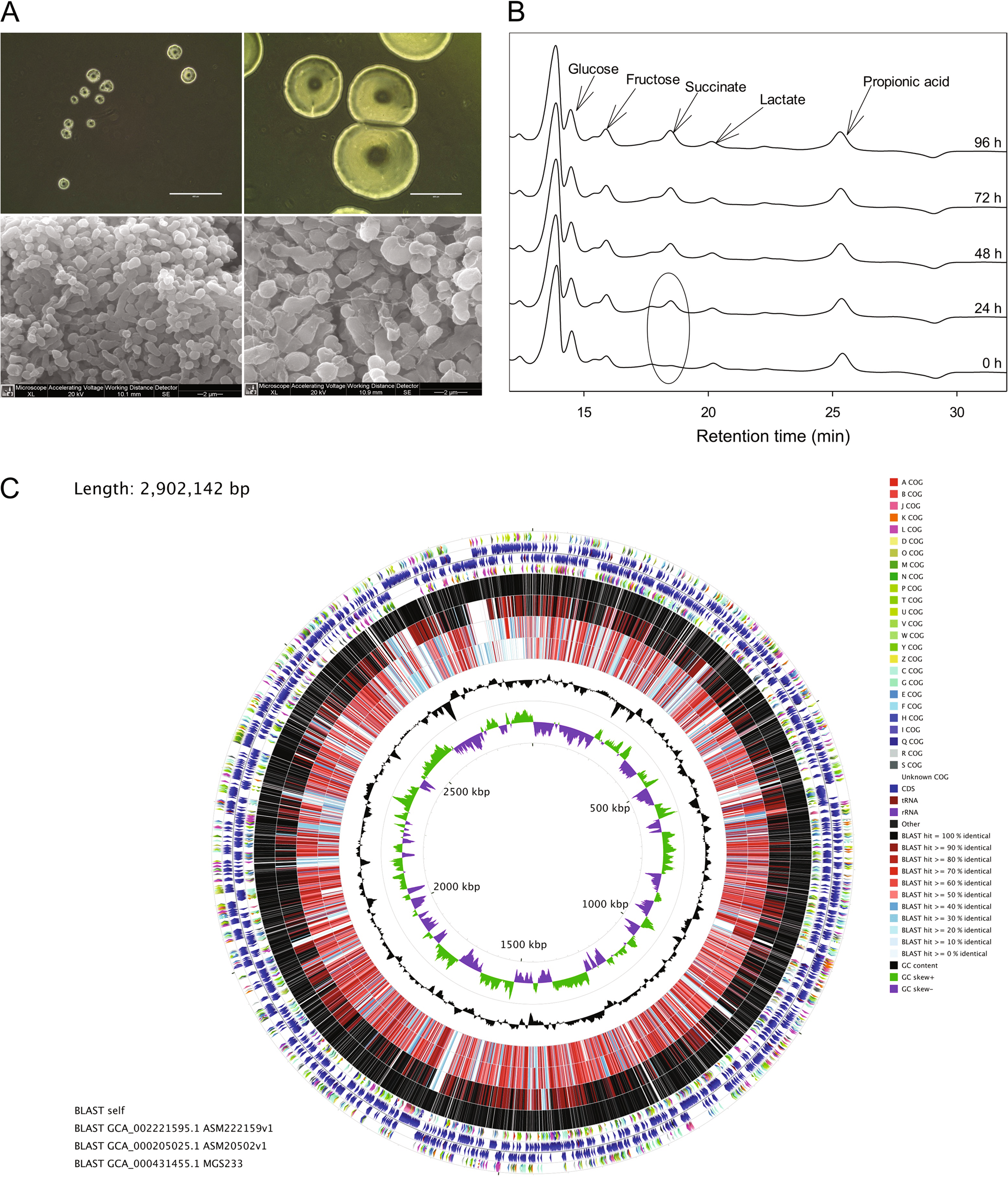 Sodium butyrate alleviates R97-116 peptide-induced myasthenia