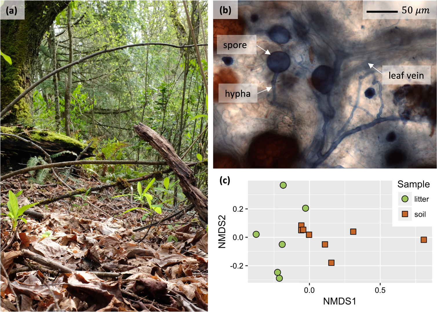 Mycorrhizas across scales: a journey between genomics, global