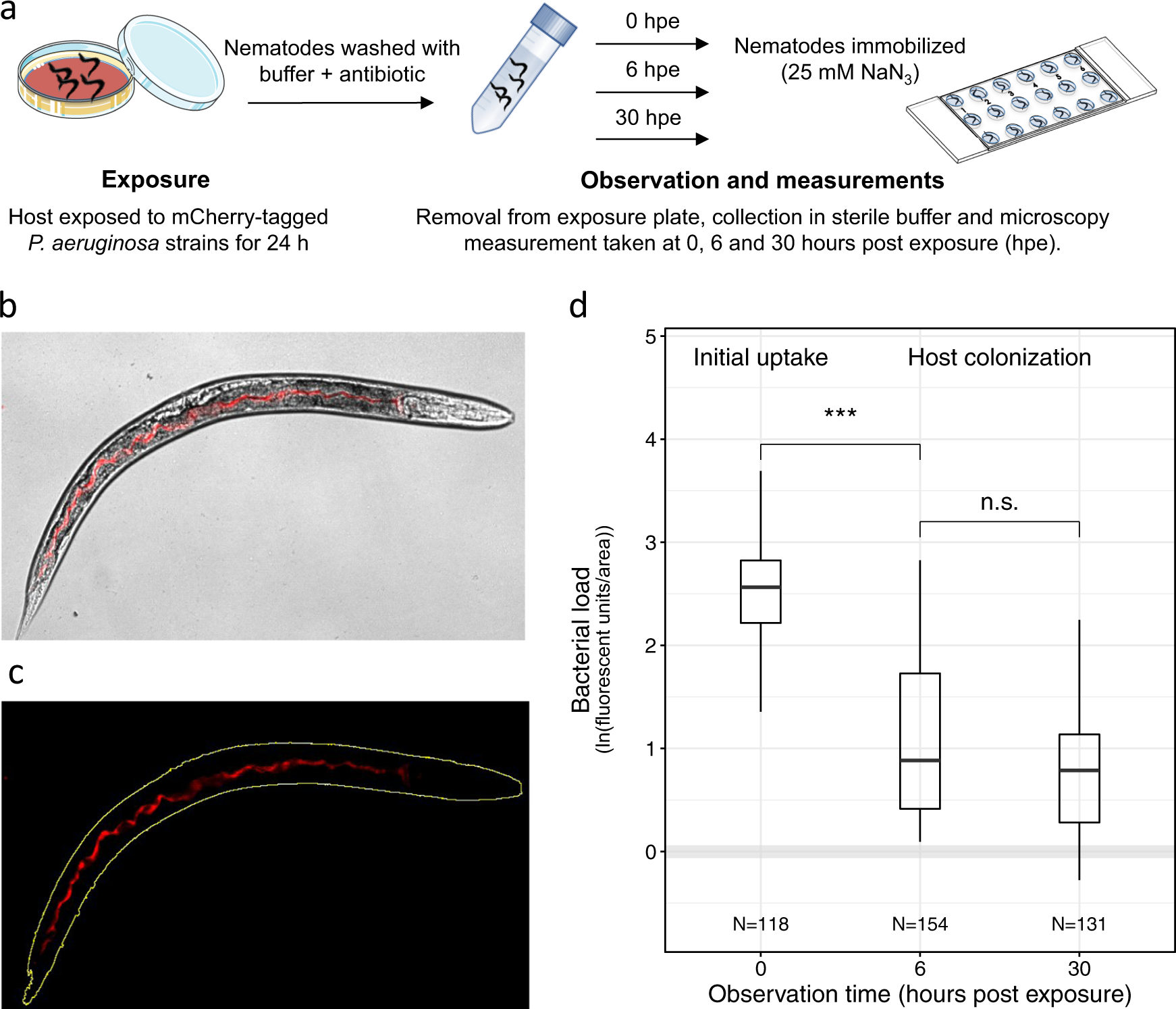 In Vivo Microscopy Reveals The Impact Of Pseudomonas - 